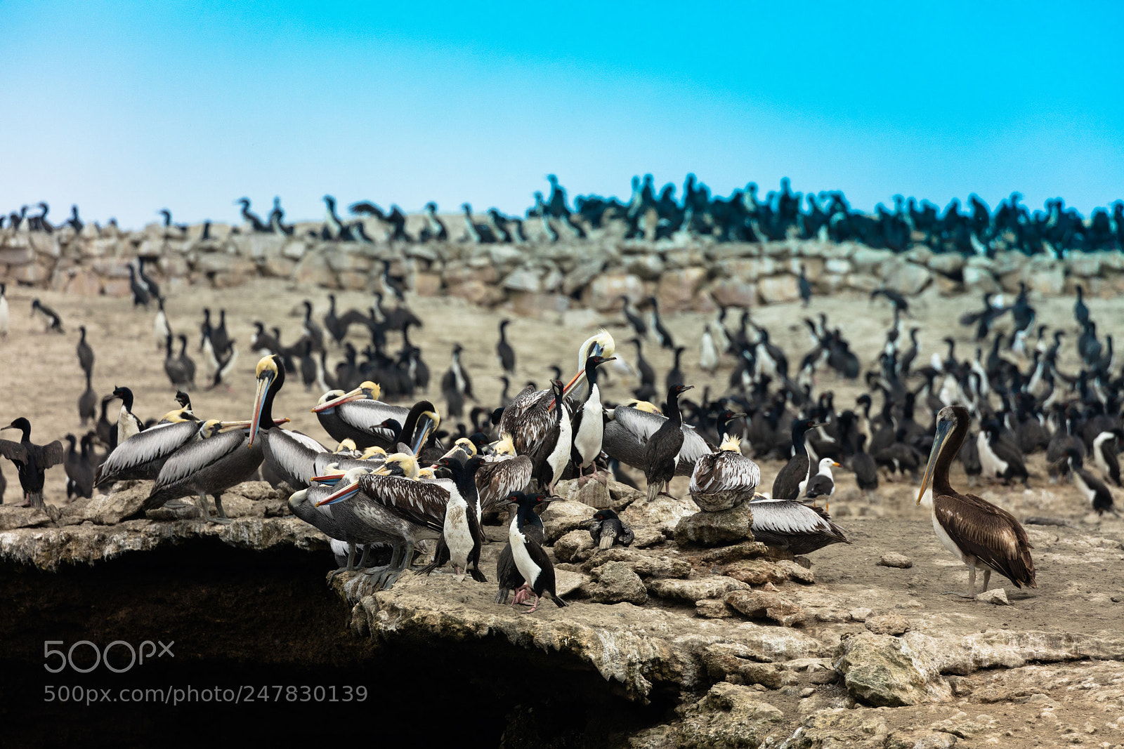 Canon EOS 5DS R sample photo. Ballestas islands, perù photography