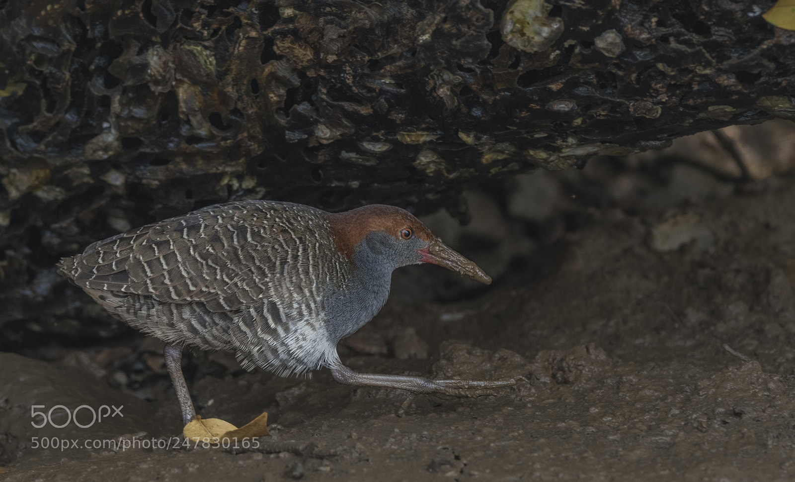 Nikon D500 sample photo. Slaty breasted rail photography