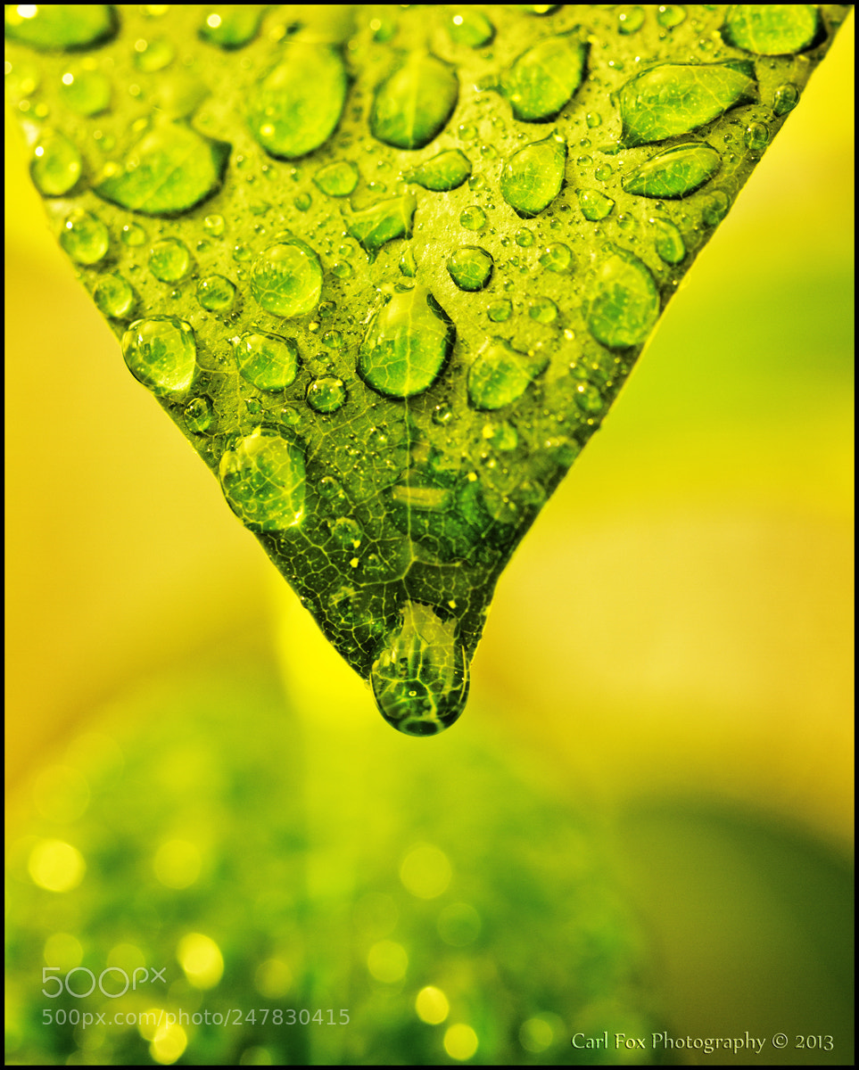Canon EOS 7D sample photo. A photography