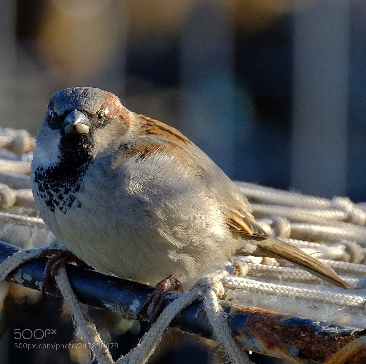 Fujifilm X-T2 sample photo. Sparrow on lobster pot photography