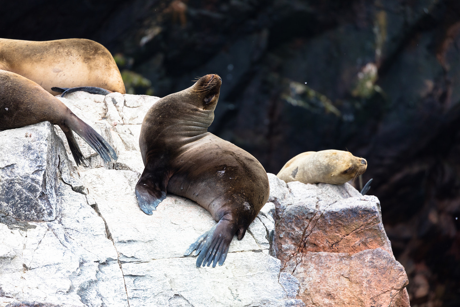 Canon EOS 5DS R sample photo. Ballestas islands, perù photography