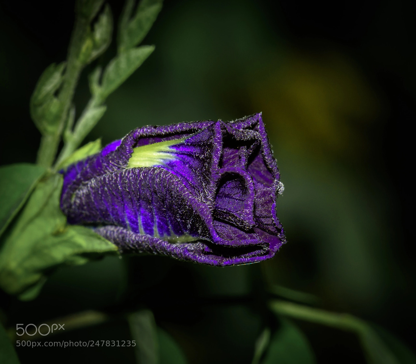 Nikon D5500 sample photo. The violet flower blooming photography