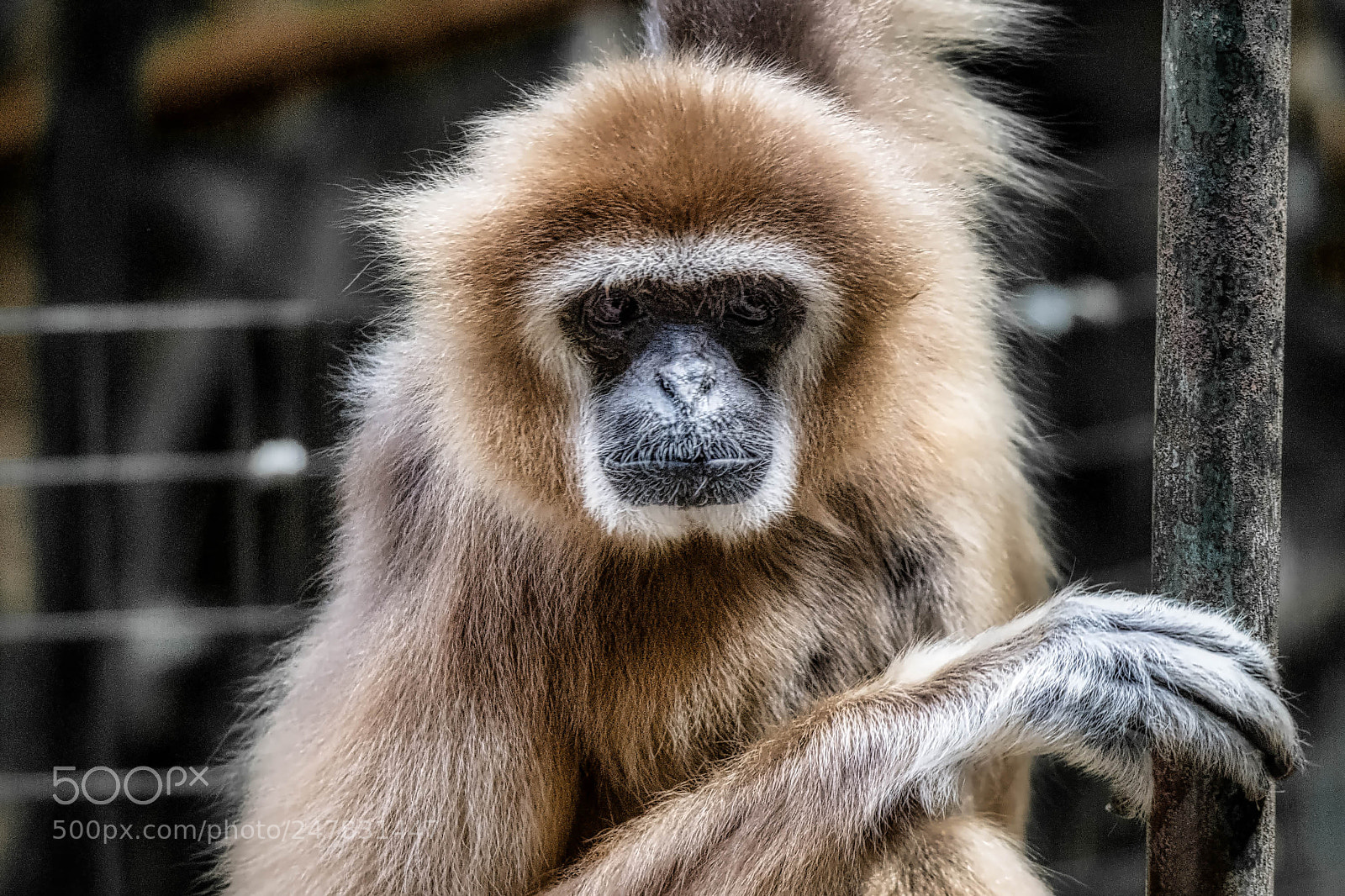 Nikon D7200 sample photo. Gibbon - toronto zoo photography