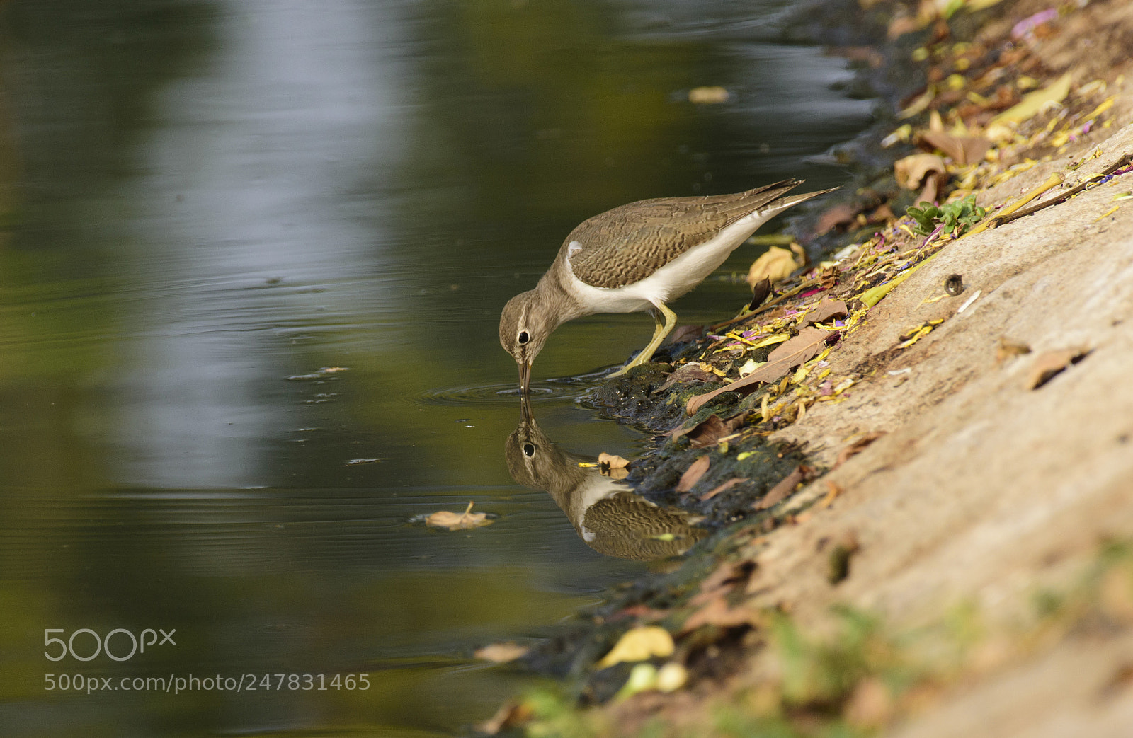 Nikon D7200 sample photo. Sandpiper photography