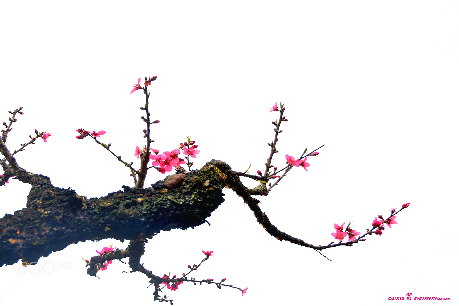 Nikon D5200 sample photo. The peach blossom in photography