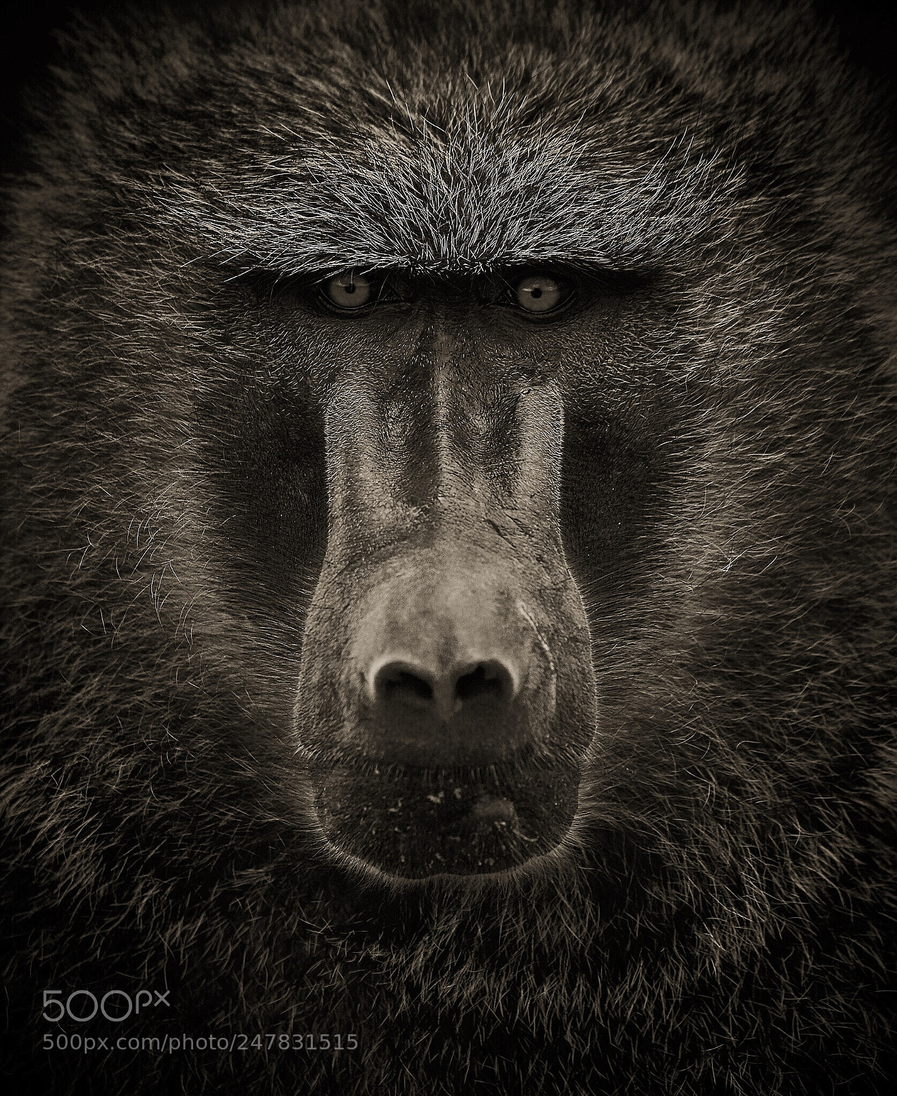 Nikon D810 sample photo. Baboon portrait photography