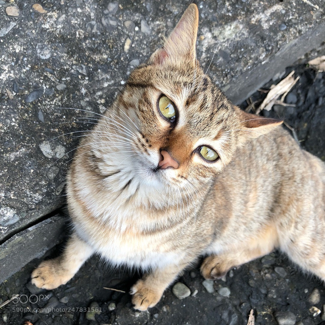 Apple iPhone 8 Plus sample photo. Kitty photography