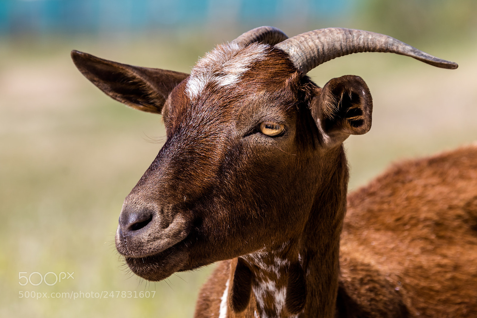 Canon EOS 7D Mark II sample photo. Brown goat photography