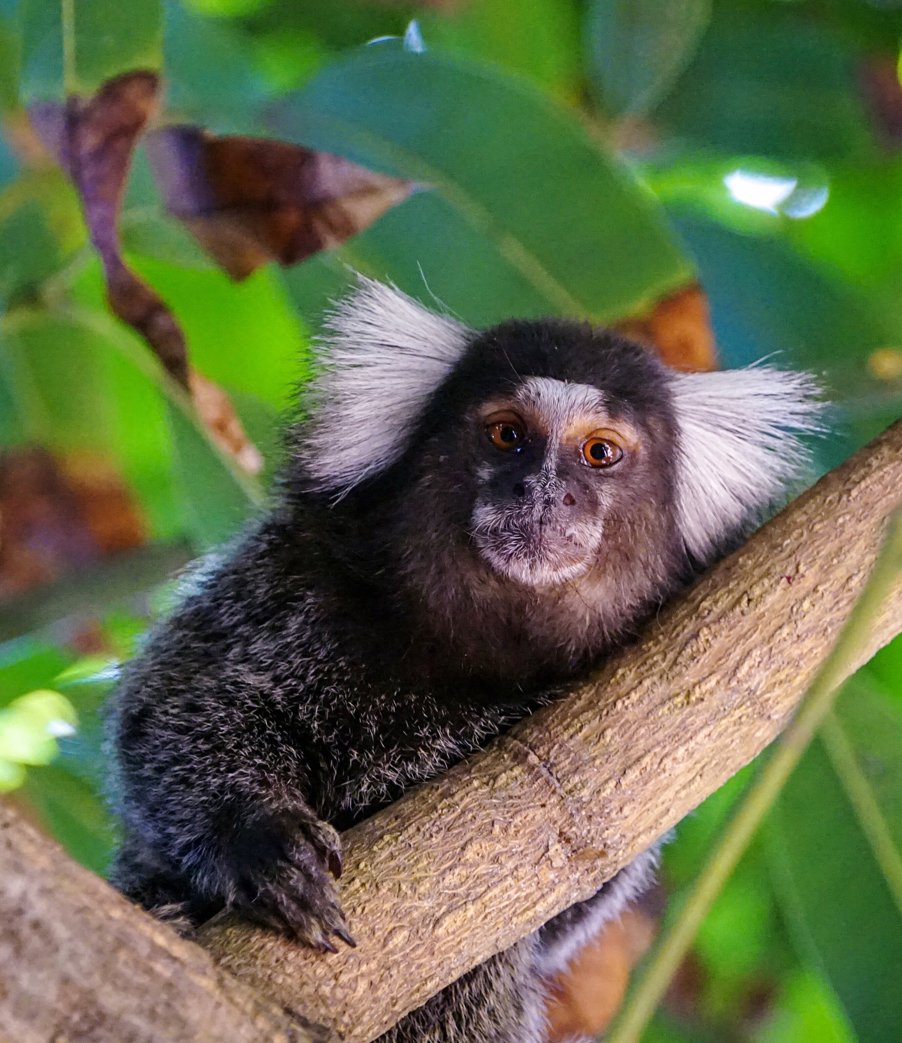 Sony Alpha QX1 sample photo. Callithrix is a genus of new world monkeys of the  ... photography