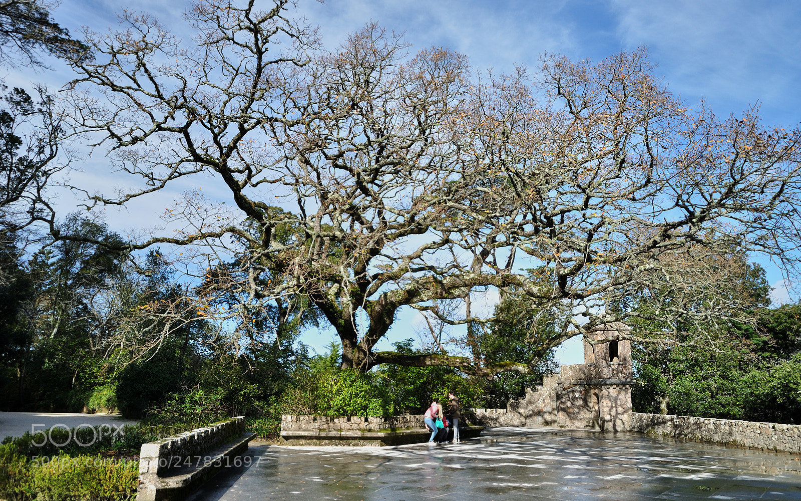 Nikon D5000 sample photo. The tree photography