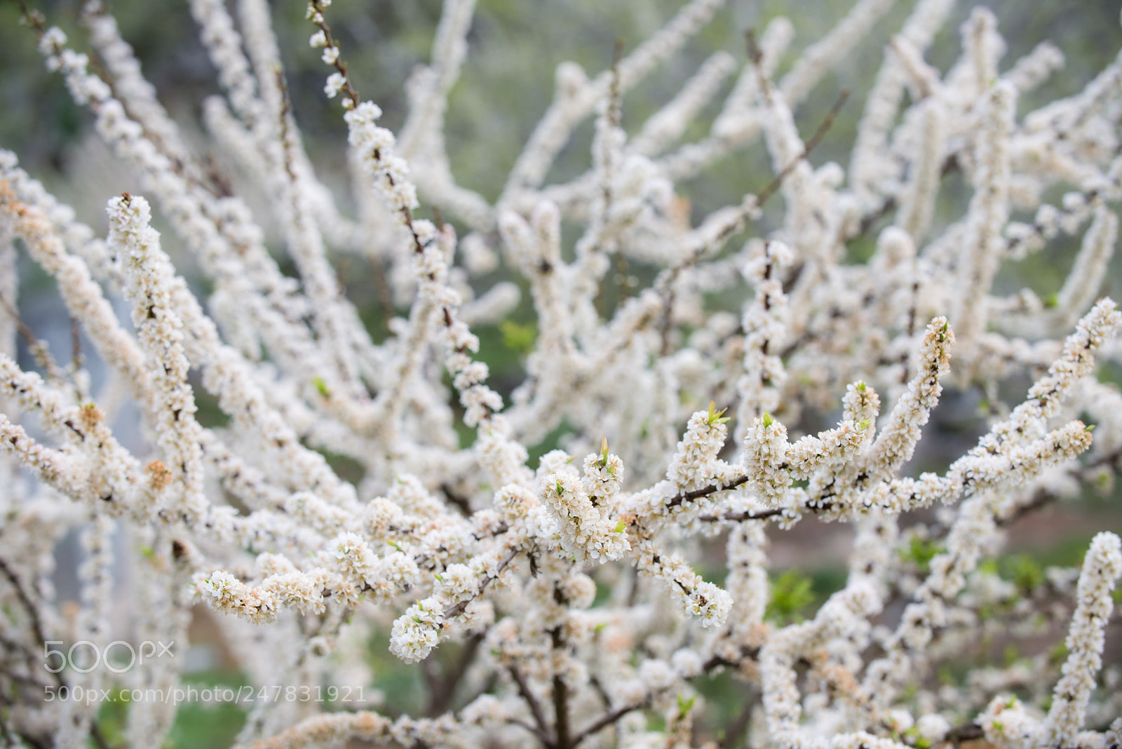 Nikon D810 sample photo. Spring in moc chau photography