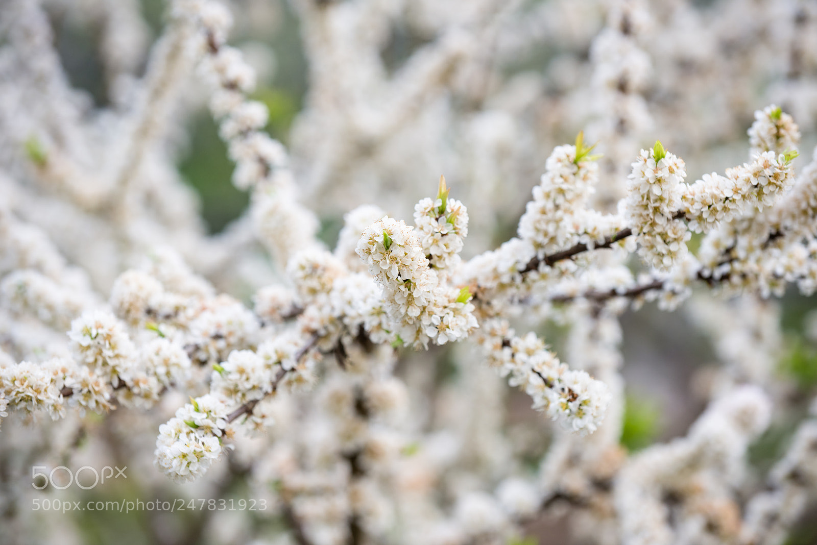 Nikon D810 sample photo. Spring in moc chau photography