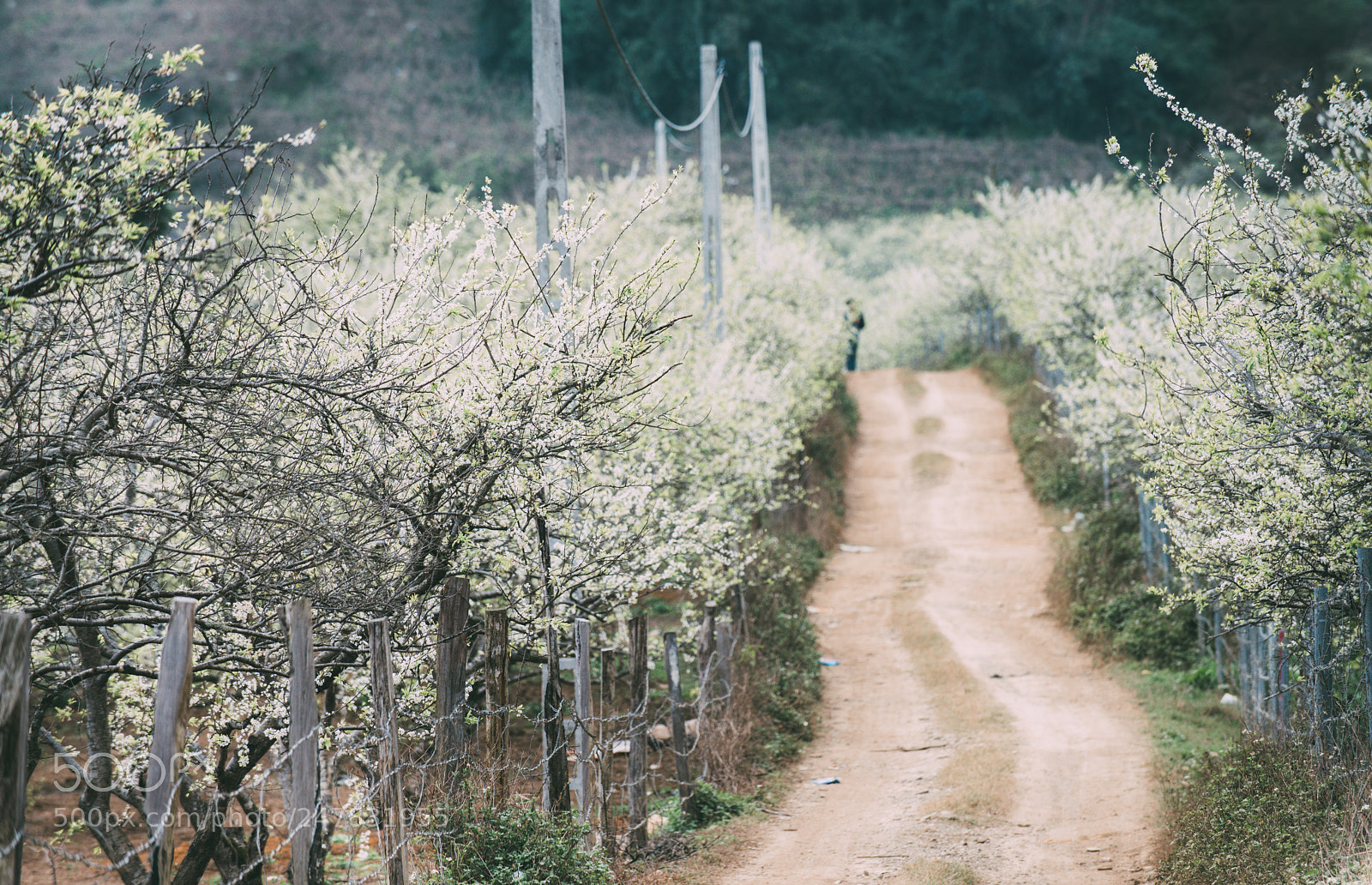 Nikon D810 sample photo. Spring in moc chau photography