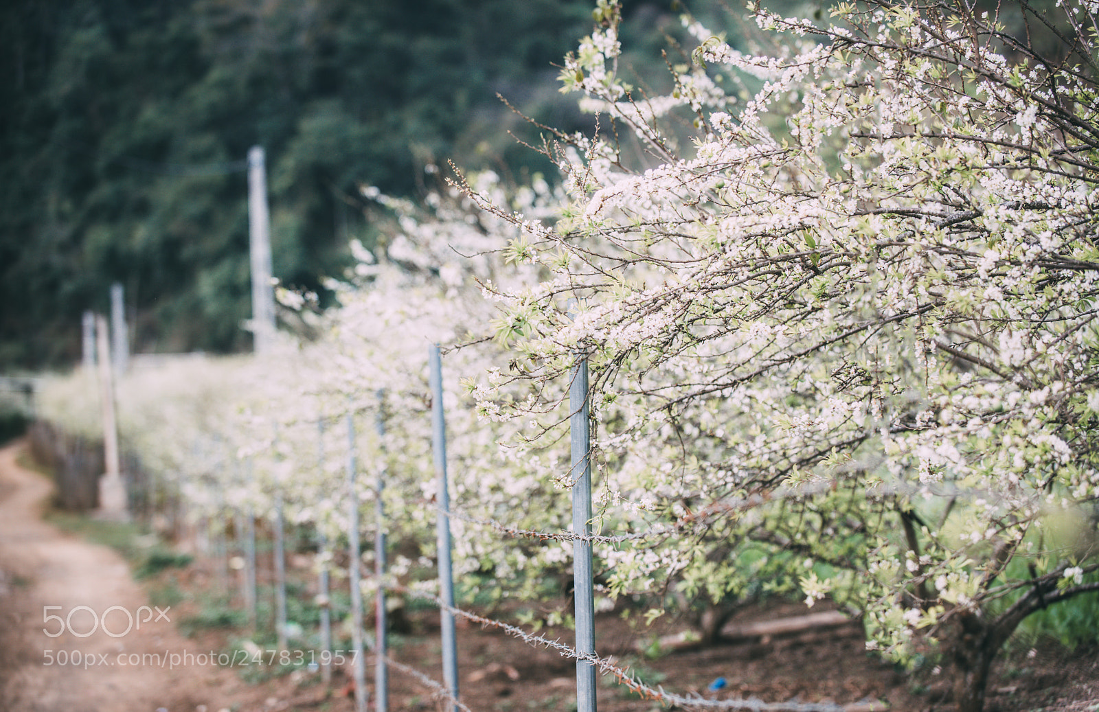 Nikon D810 sample photo. Spring in moc chau photography