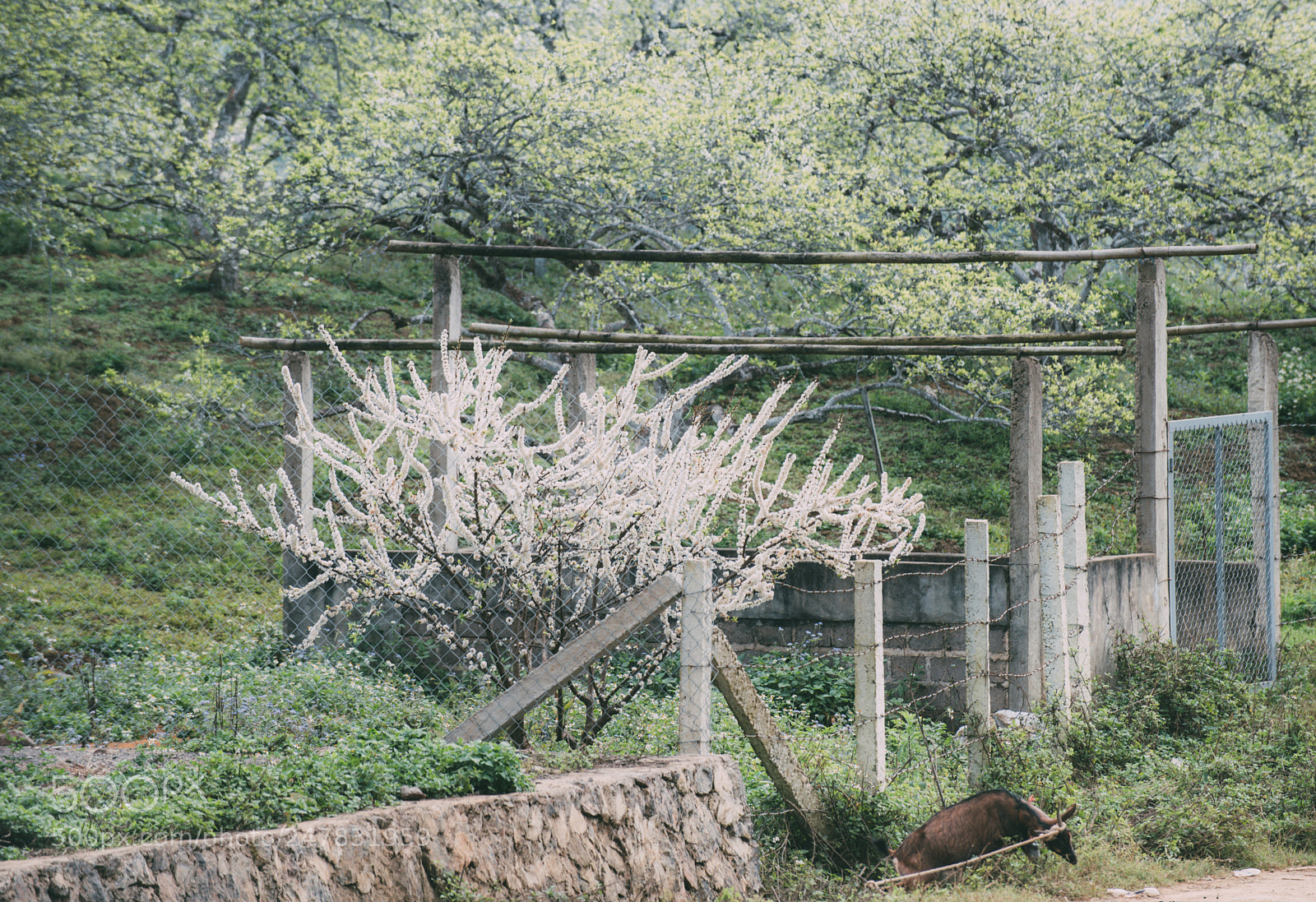 Nikon D810 sample photo. Spring in moc chau photography