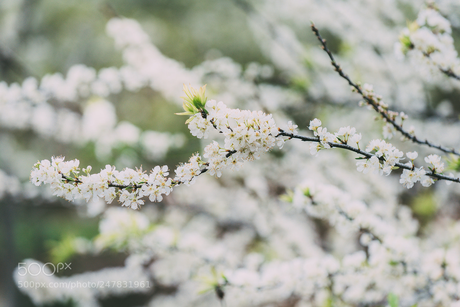 Nikon D810 sample photo. Spring in moc chau photography