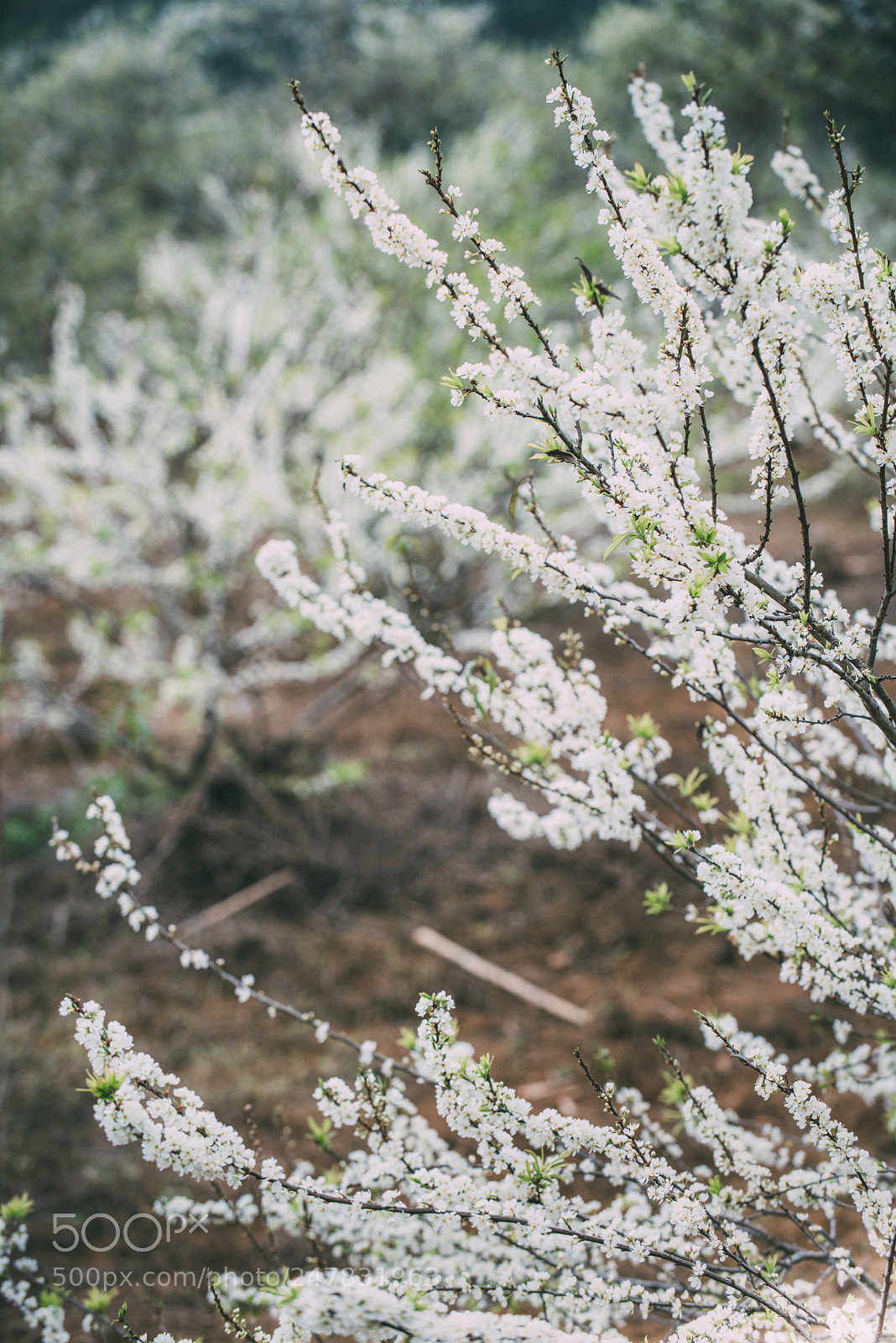 Nikon D810 sample photo. Spring in moc chau photography