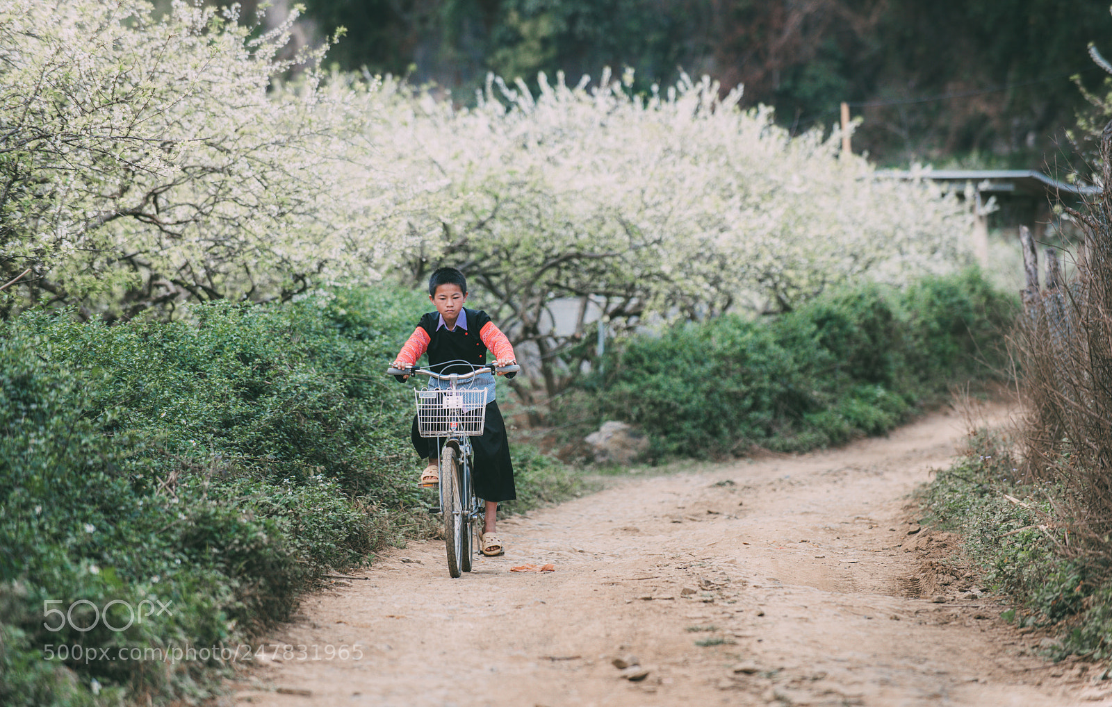 Nikon D810 sample photo. Spring in moc chau photography