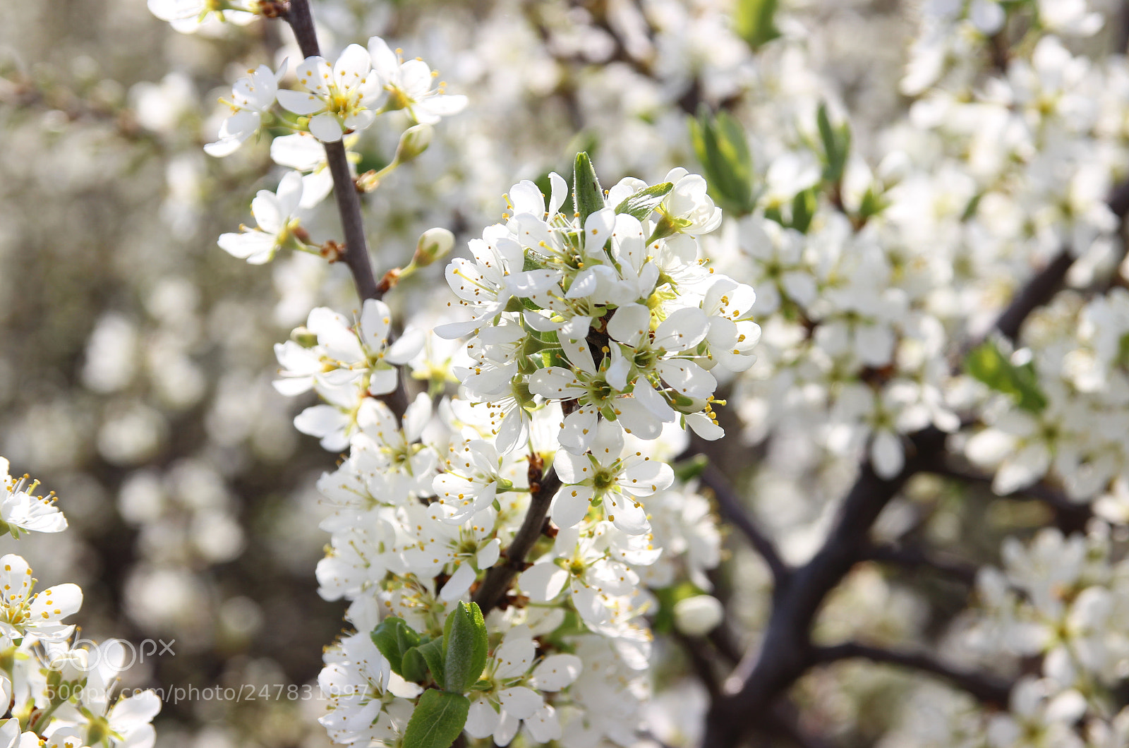 Canon EOS 600D (Rebel EOS T3i / EOS Kiss X5) sample photo. Blooming tree. photography