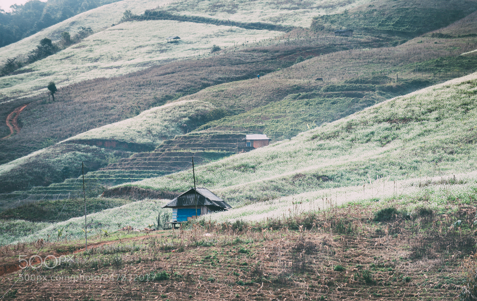 Nikon D810 sample photo. Spring in moc chau photography