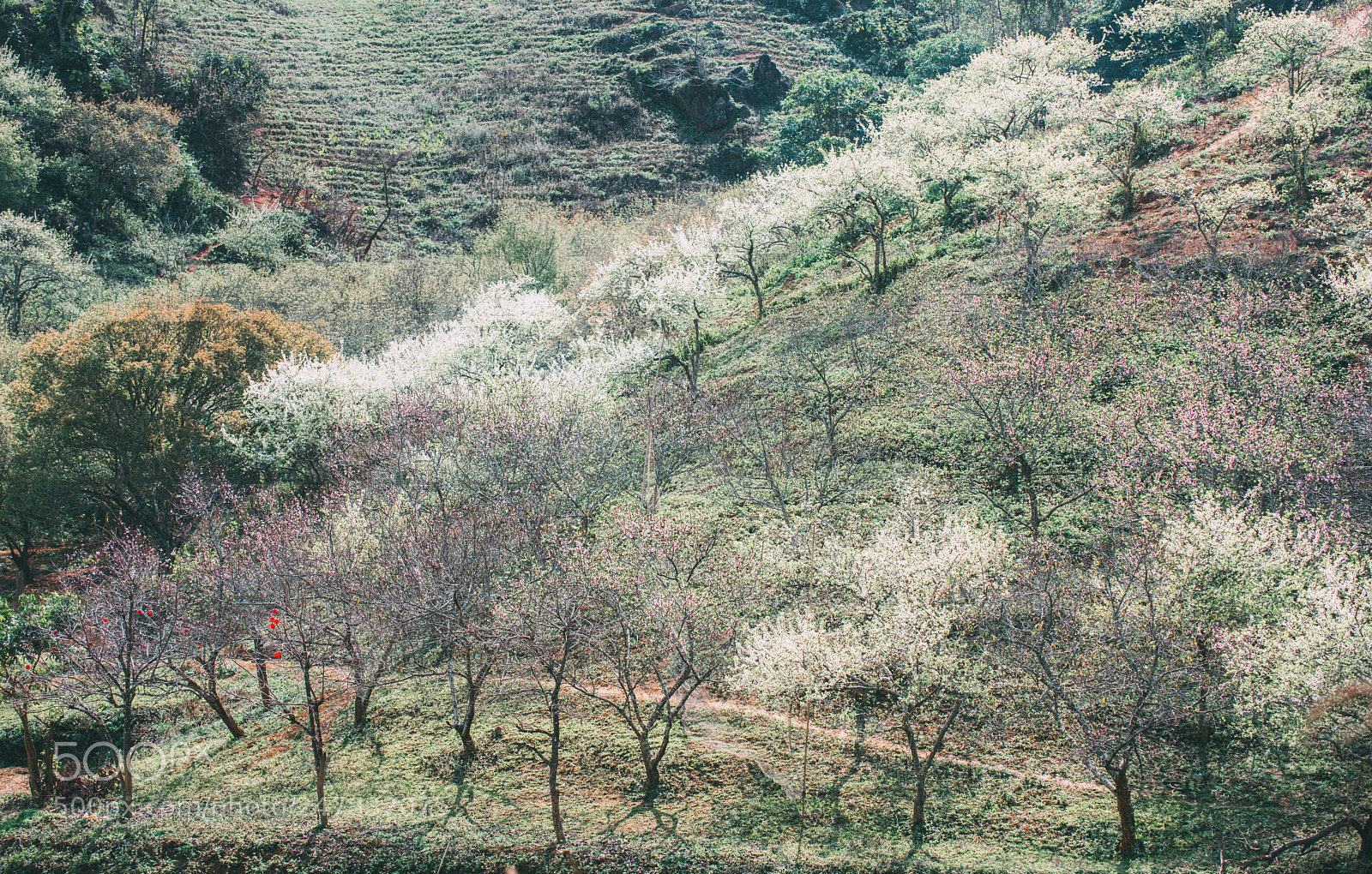 Nikon D810 sample photo. Spring in moc chau photography