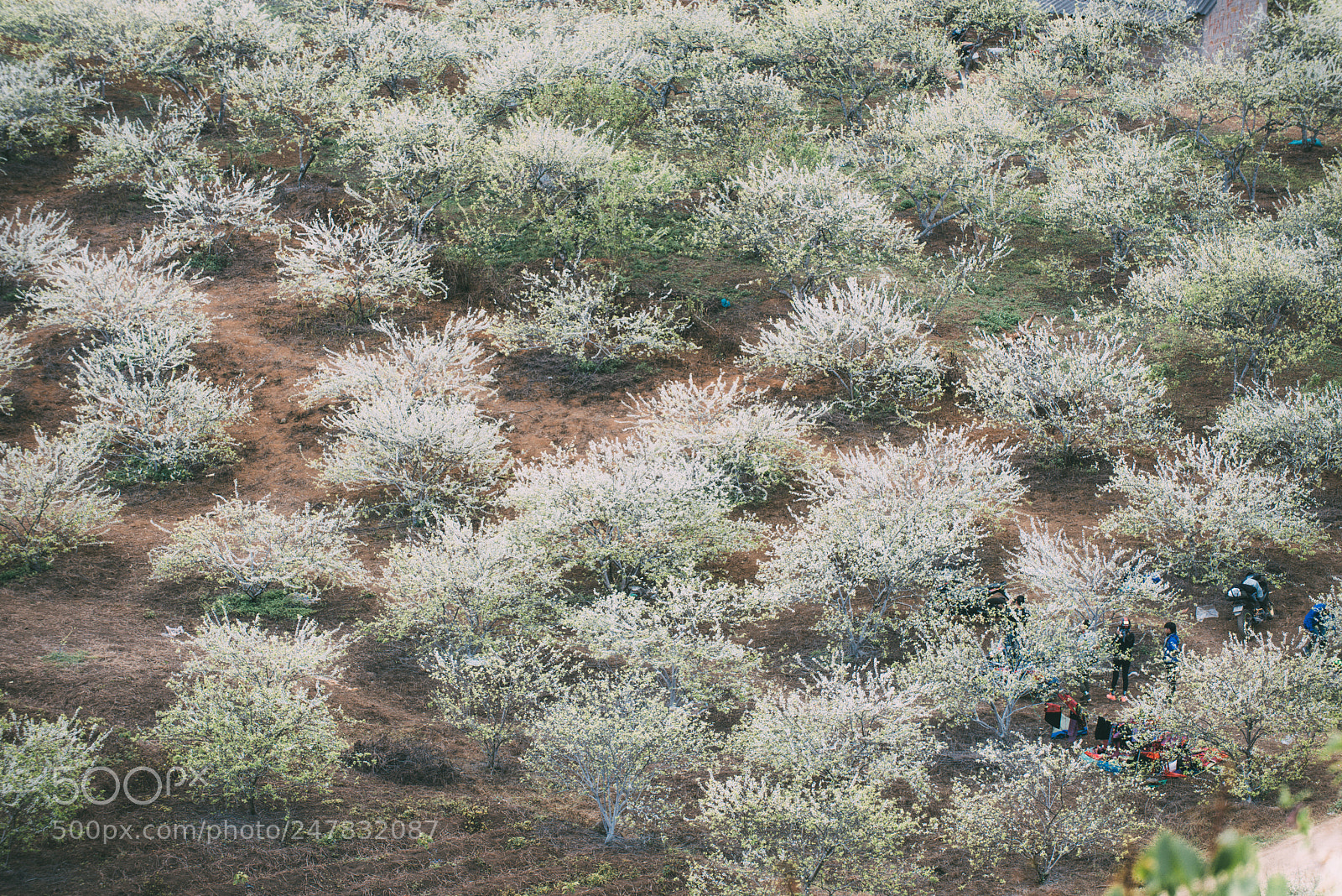 Nikon D810 sample photo. Spring in moc chau photography