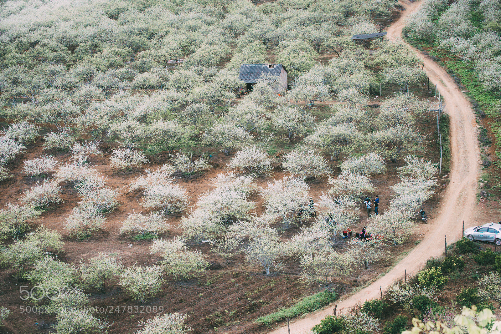 Nikon D810 sample photo. Spring in moc chau photography