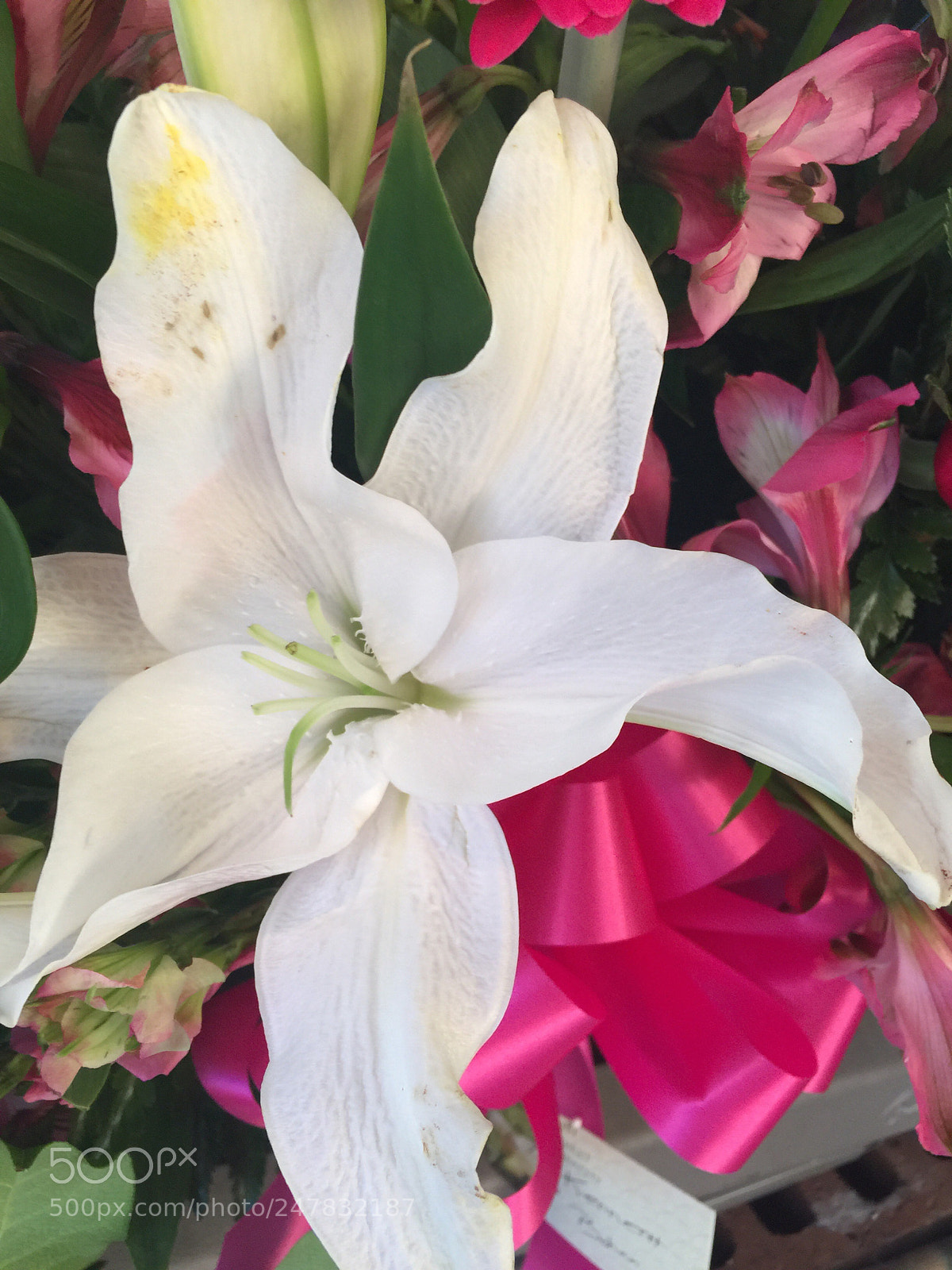 Apple iPhone 6 Plus sample photo. Today’s flower photography