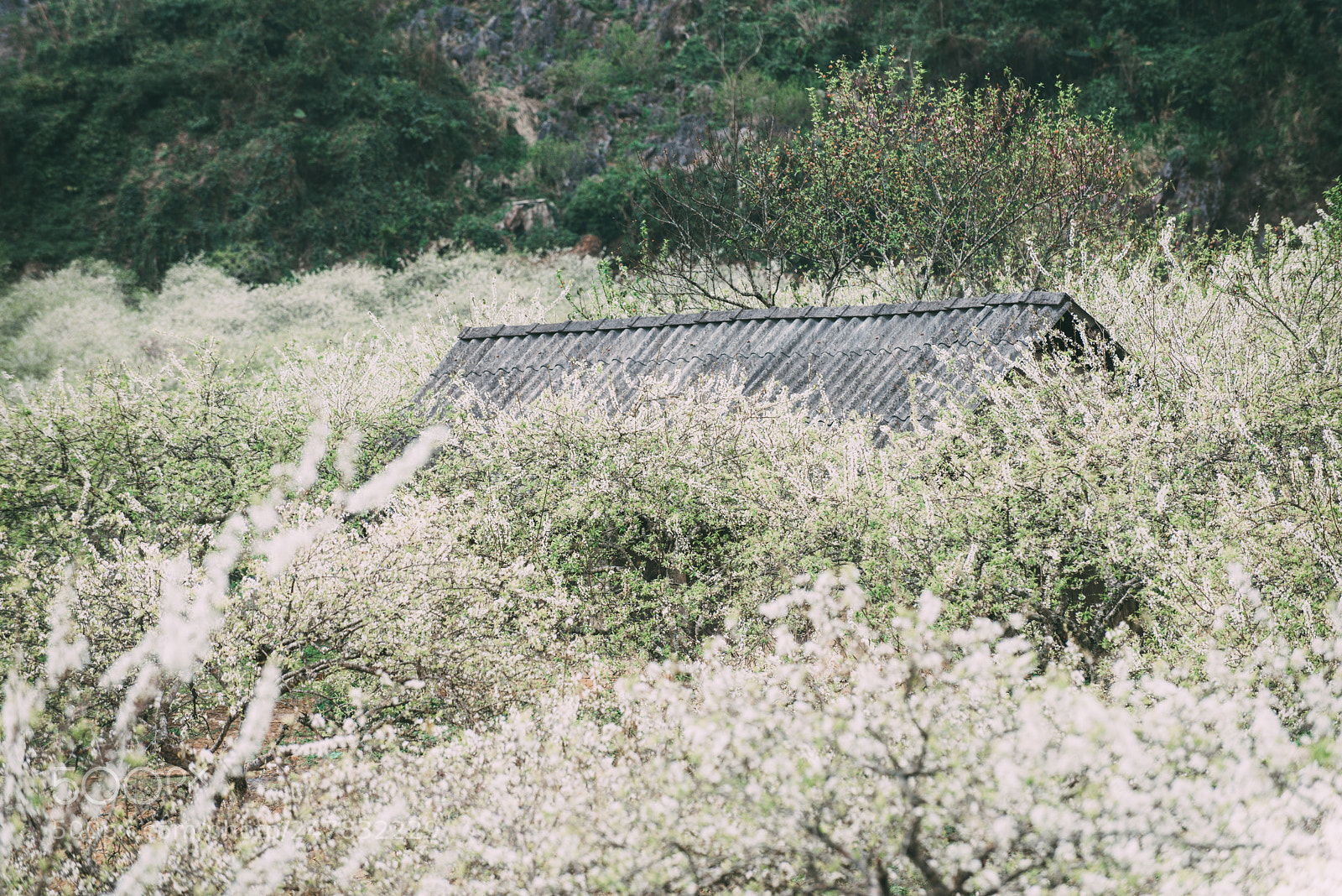 Nikon D810 sample photo. Spring in moc chau photography