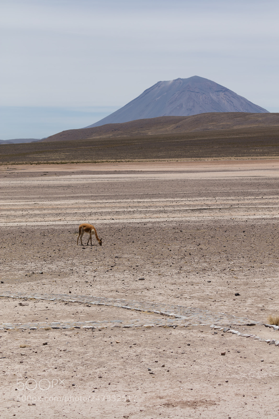 Canon EOS 5DS R sample photo. Lama vikunja (vicugna vicugna) photography