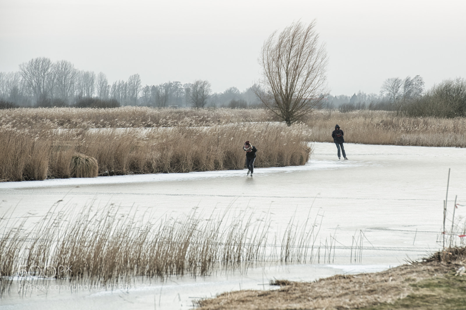 Nikon D850 sample photo. Dutch fever... photography