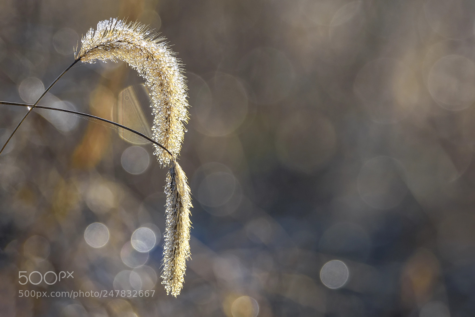 Nikon D7200 sample photo. Backlight ear photography