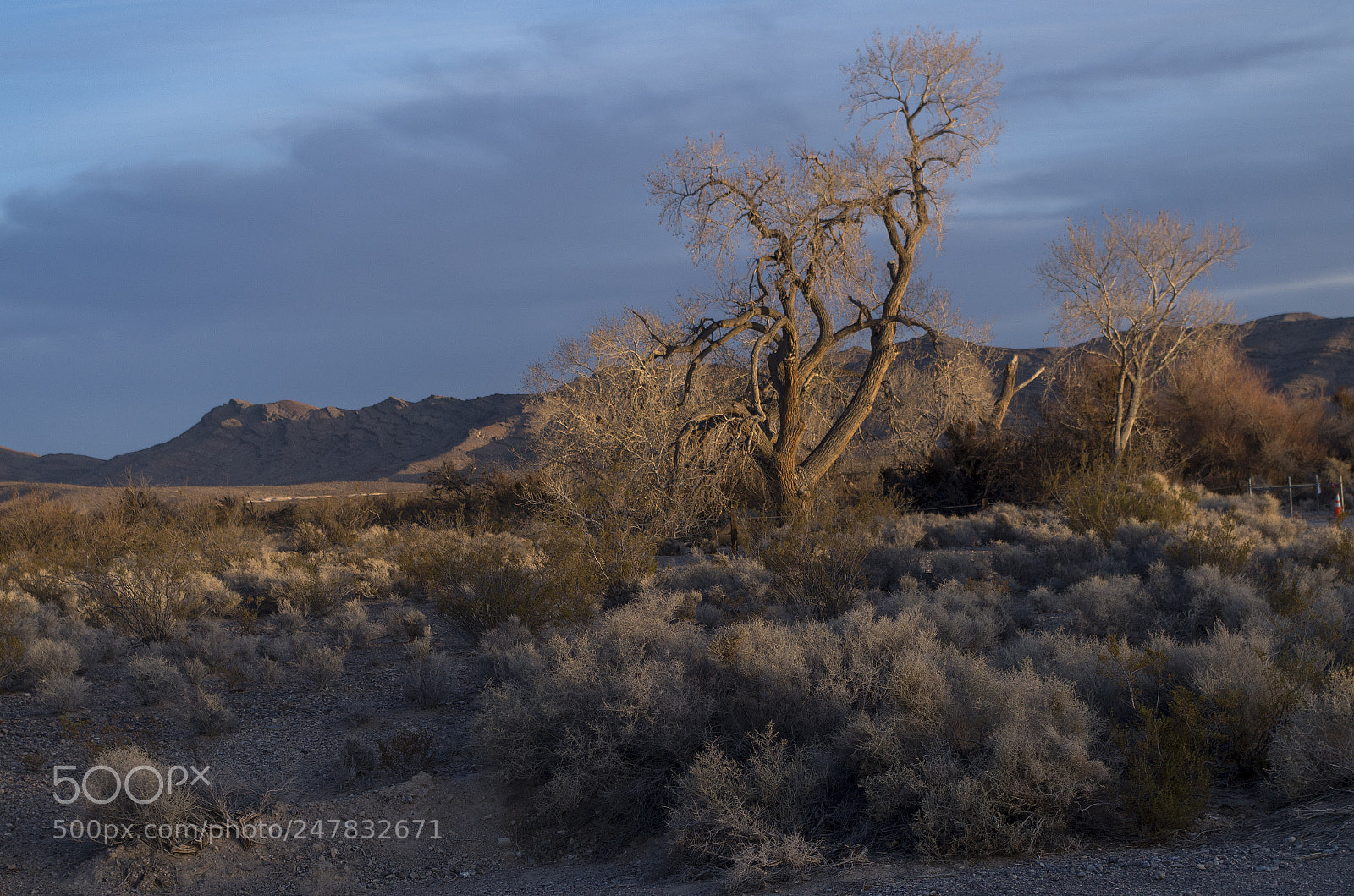 Pentax K-50 sample photo. Oasis photography