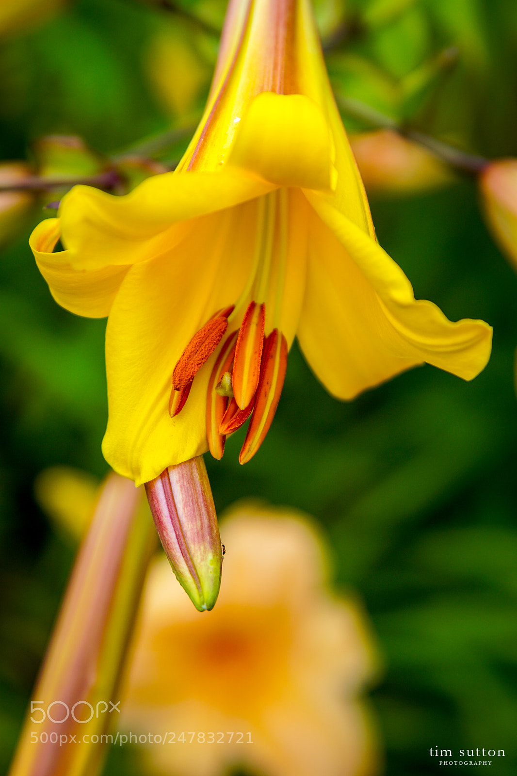 Sony ILCA-77M2 sample photo. Spring lily photography