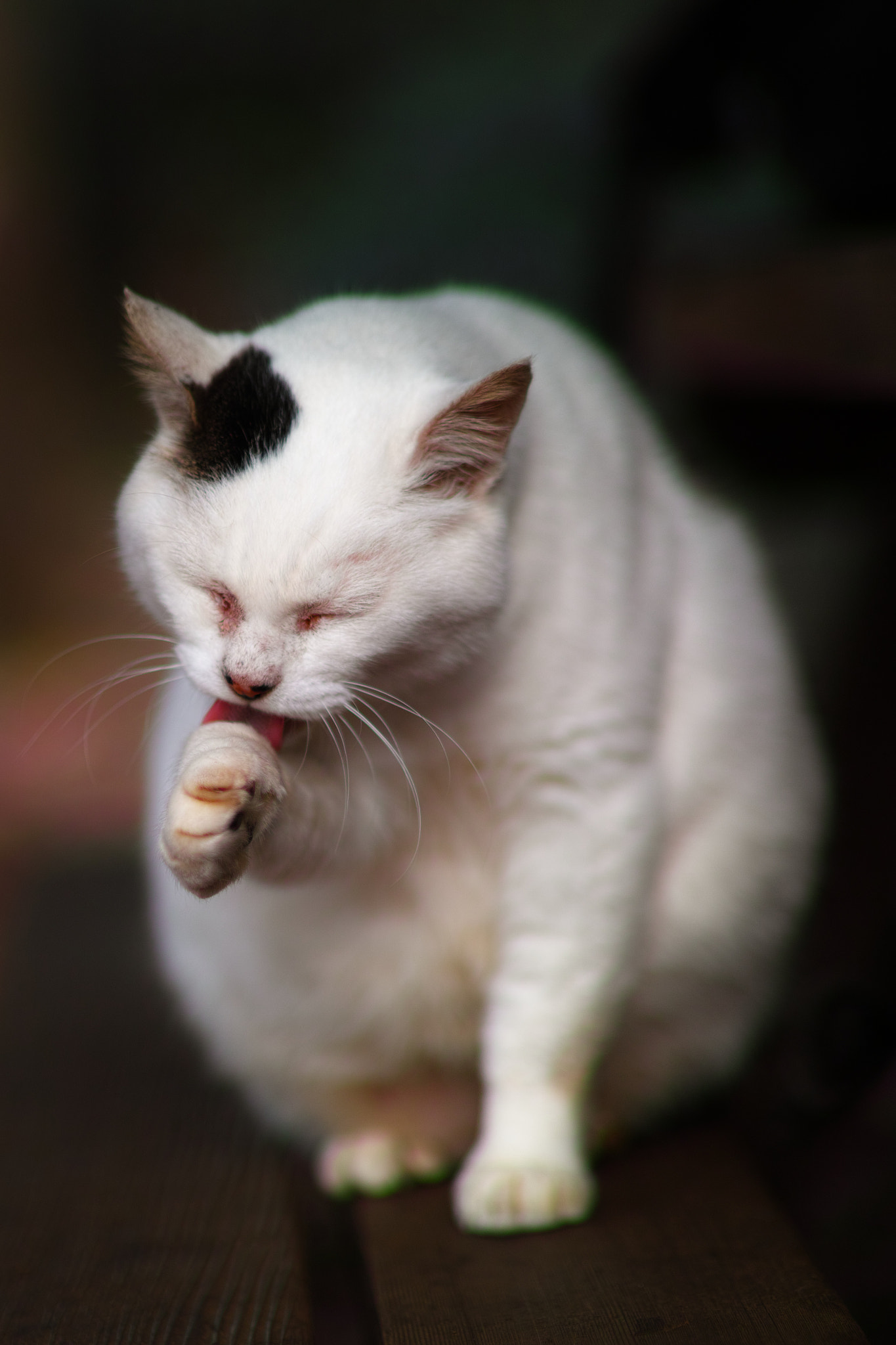 Sigma SD1 Merrill + Sigma 85mm F1.4 EX DG HSM sample photo. Cat every day photography
