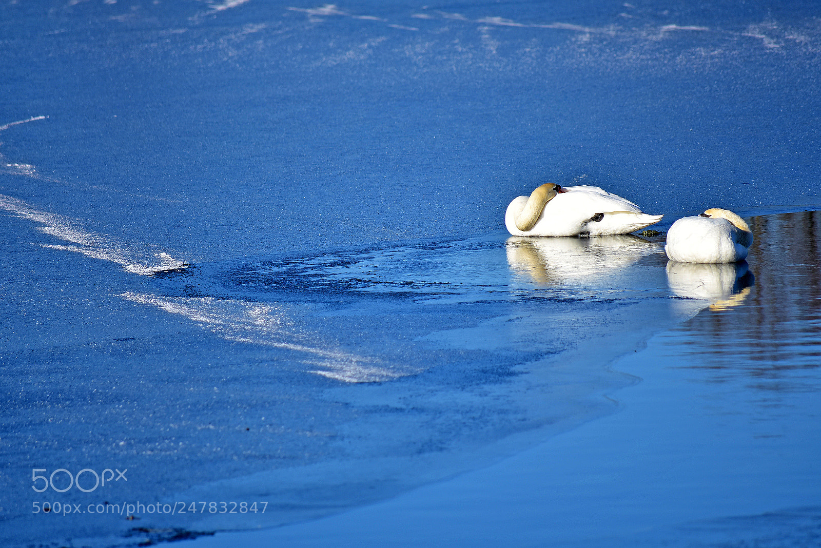 Nikon D7200 sample photo. Two sleeping swans photography