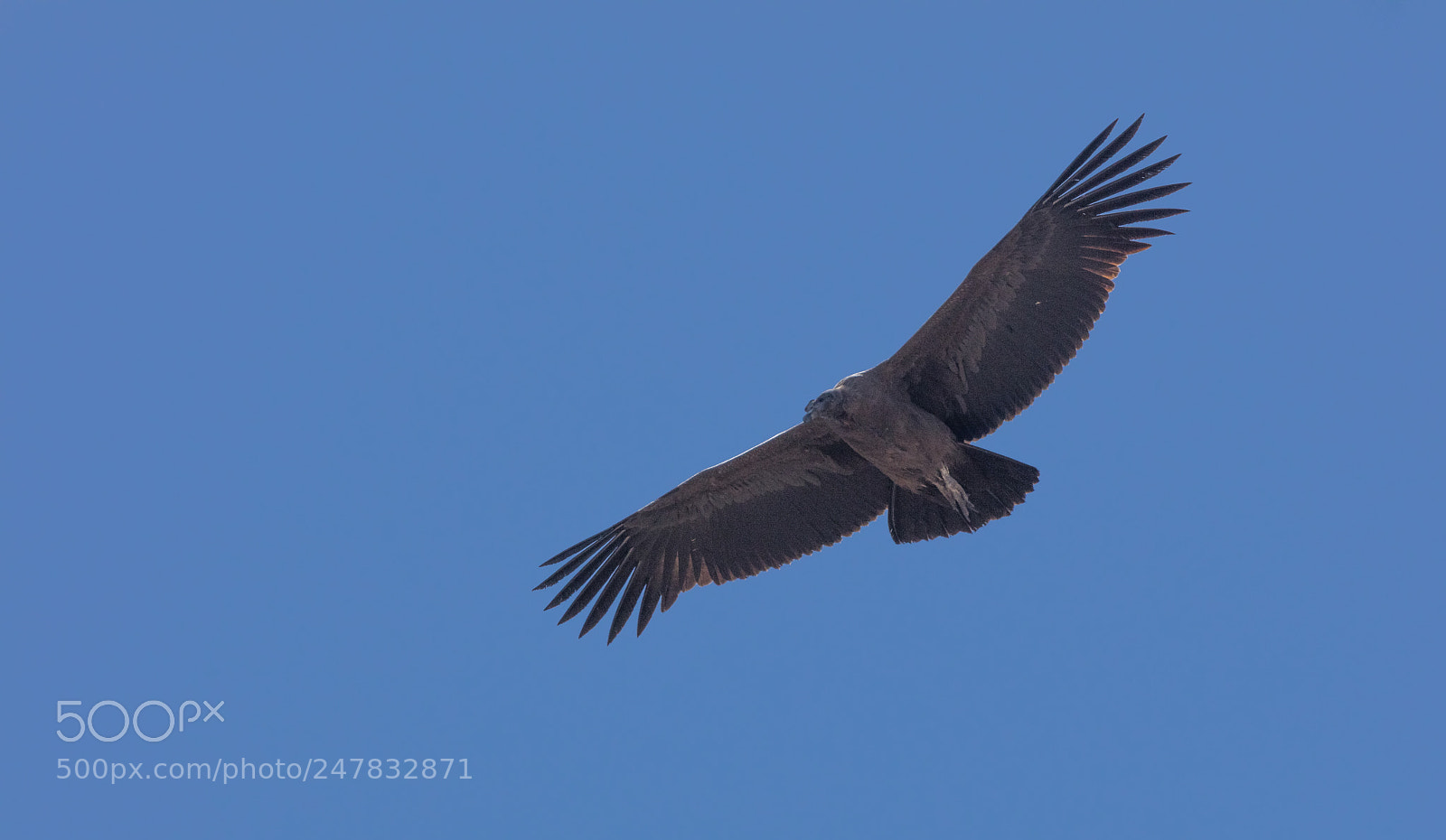 Canon EOS 5DS R sample photo. Condor flying  in peru photography