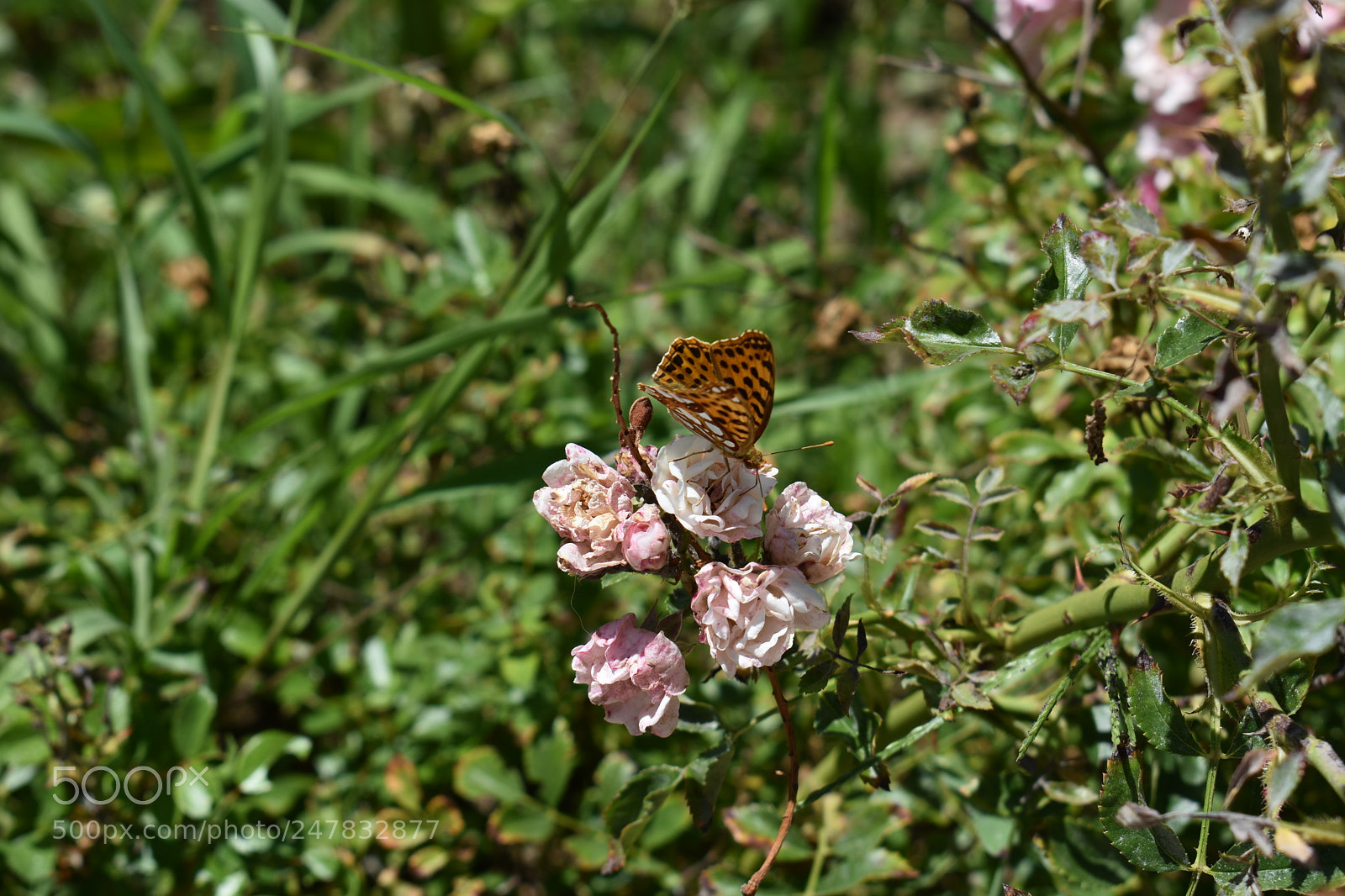 Nikon D3400 sample photo. Untitled photography