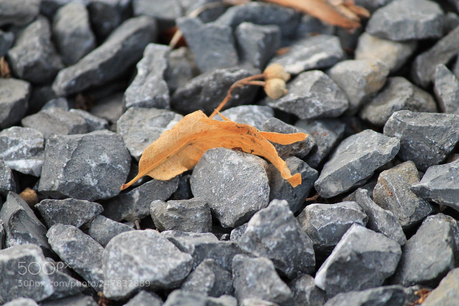 Canon EF-S 55-250mm F4-5.6 IS II sample photo. Diverse photography