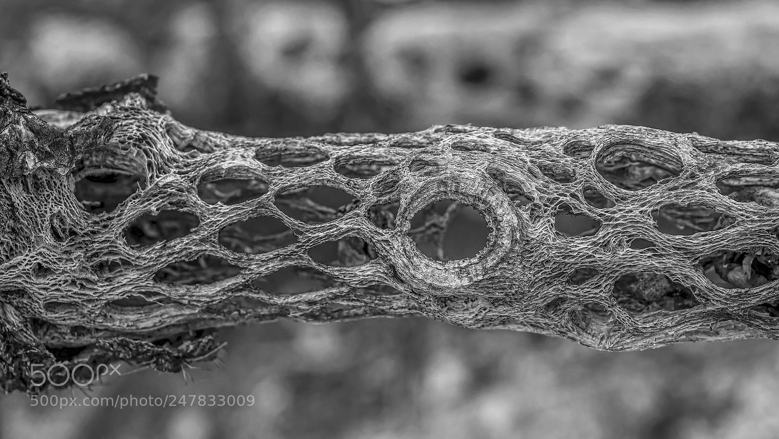 Nikon D7100 sample photo. Dead wood photography