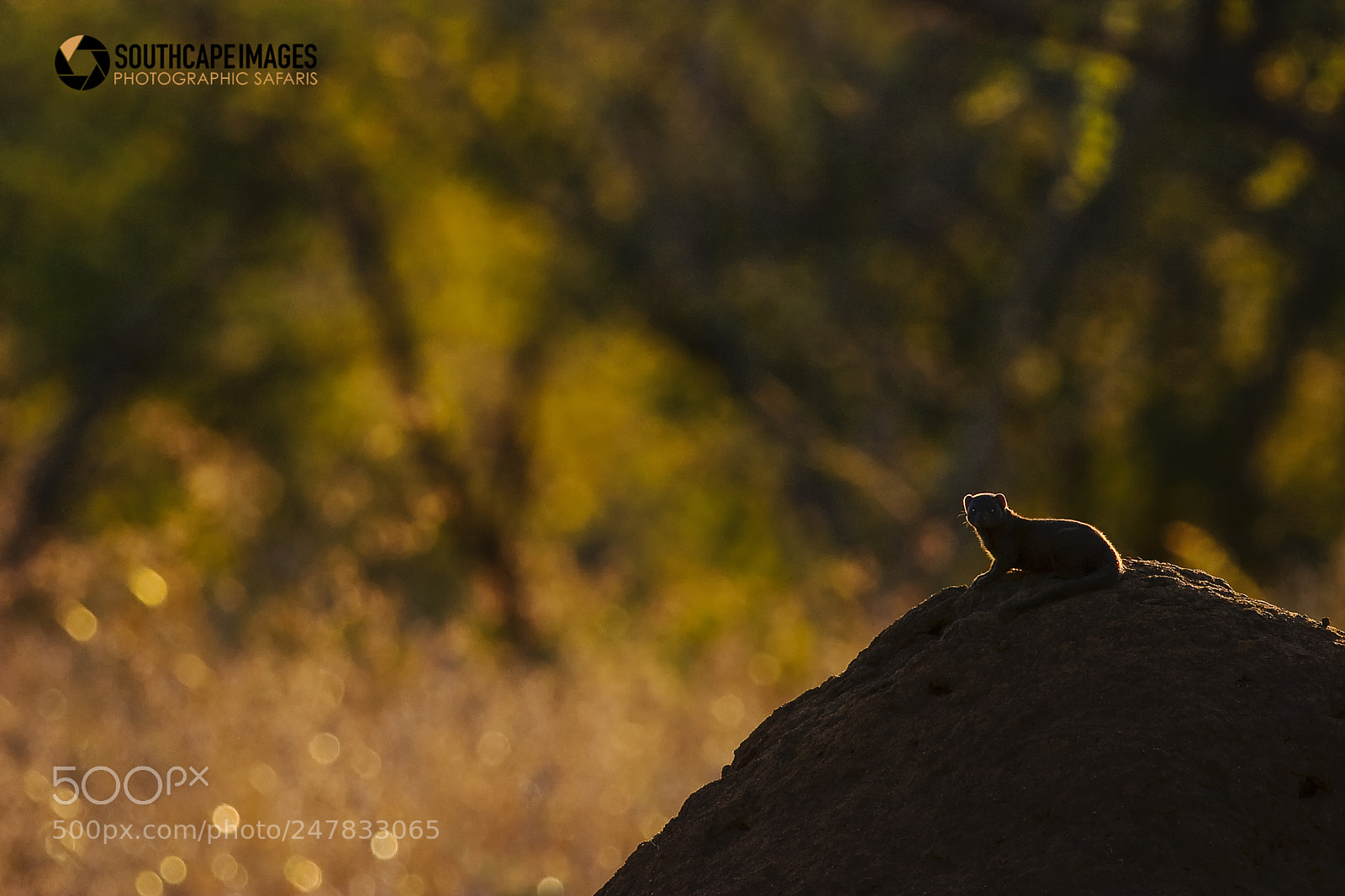 Canon EOS 10D sample photo. Land of the mongoose photography