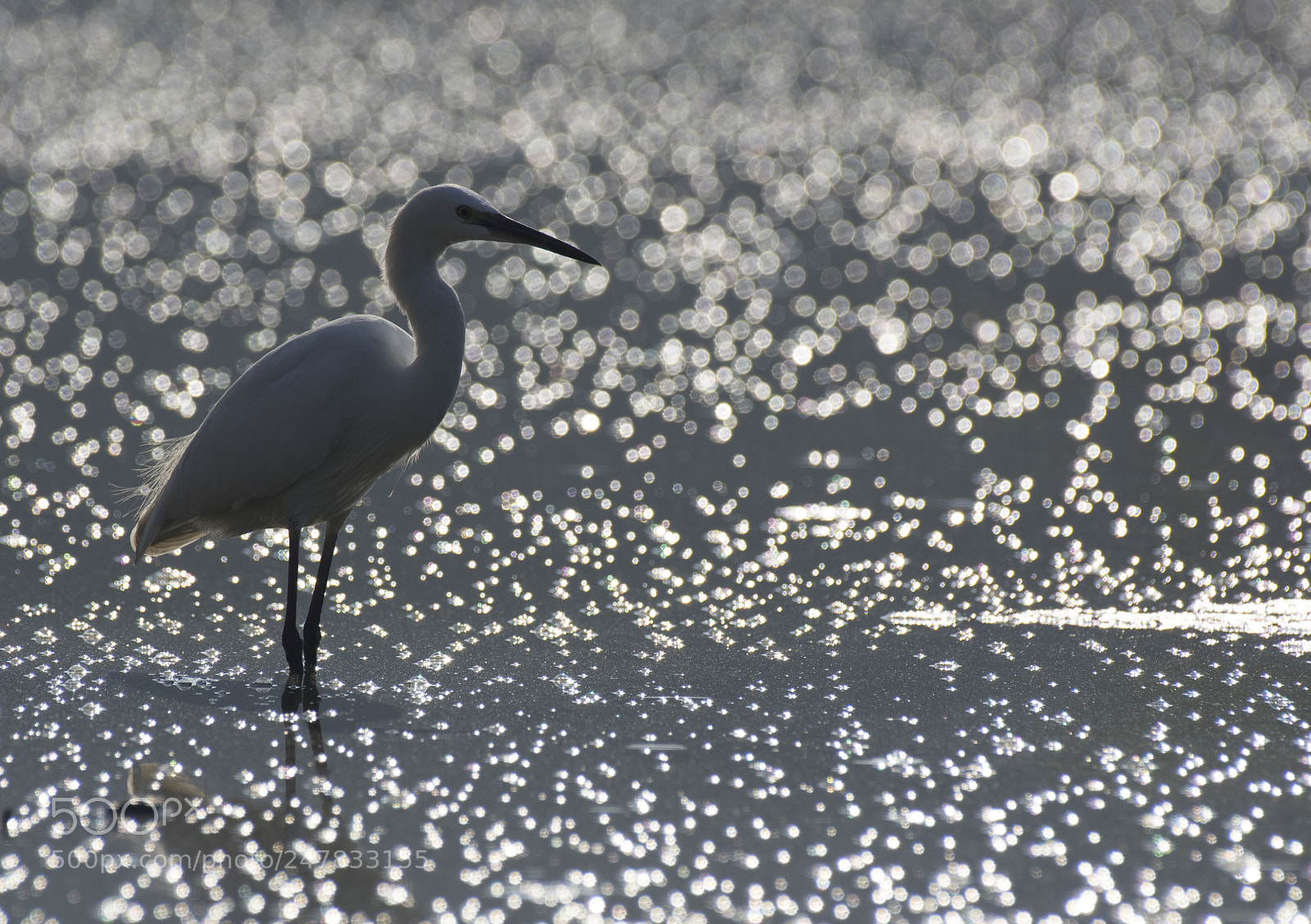 Nikon D7200 sample photo. Egret photography
