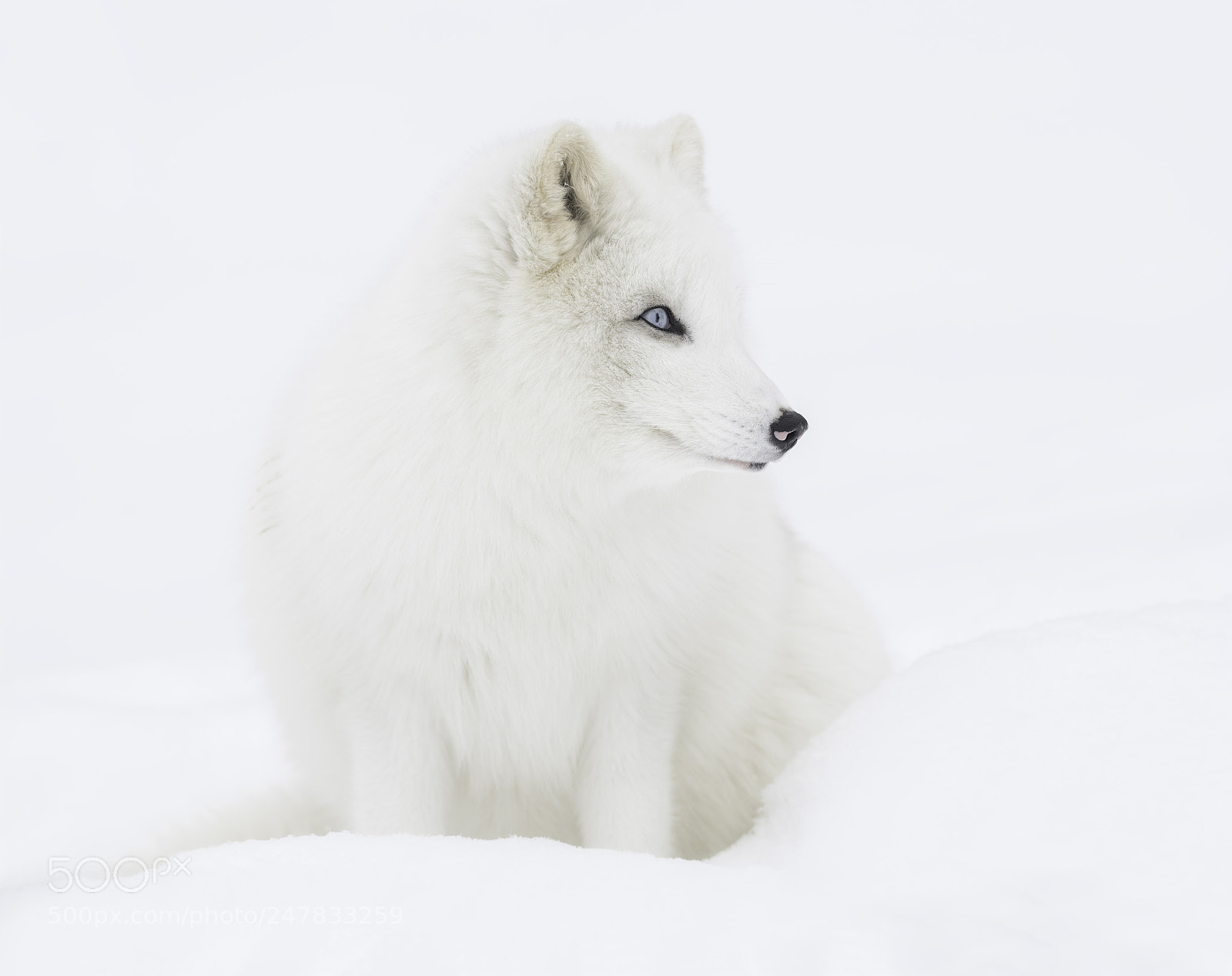 Nikon D850 sample photo. Arctic fox in fresh photography