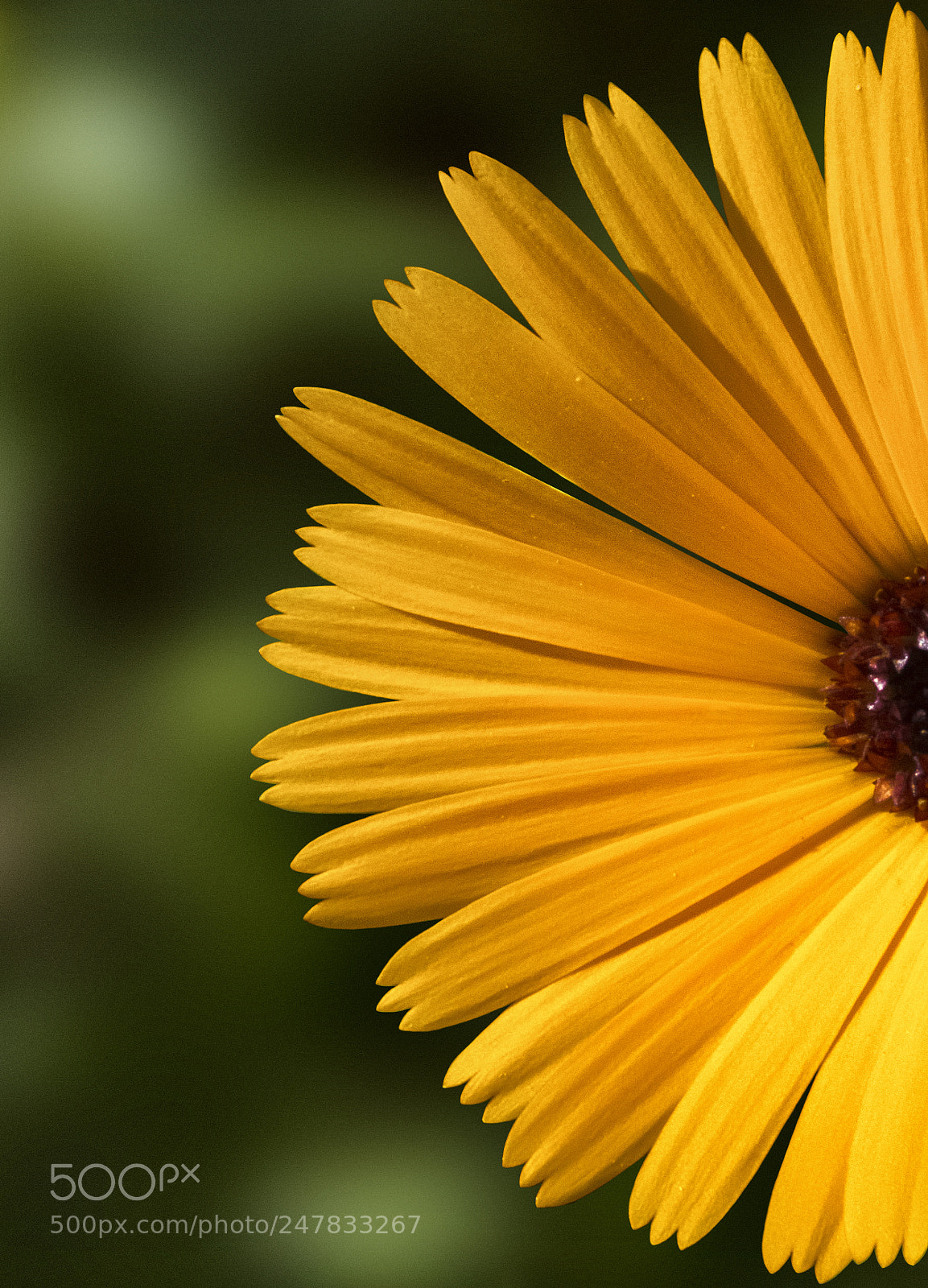 FujiFilm FinePix HS20 EXR (FinePix HS22 EXR) sample photo. Orange flower photography
