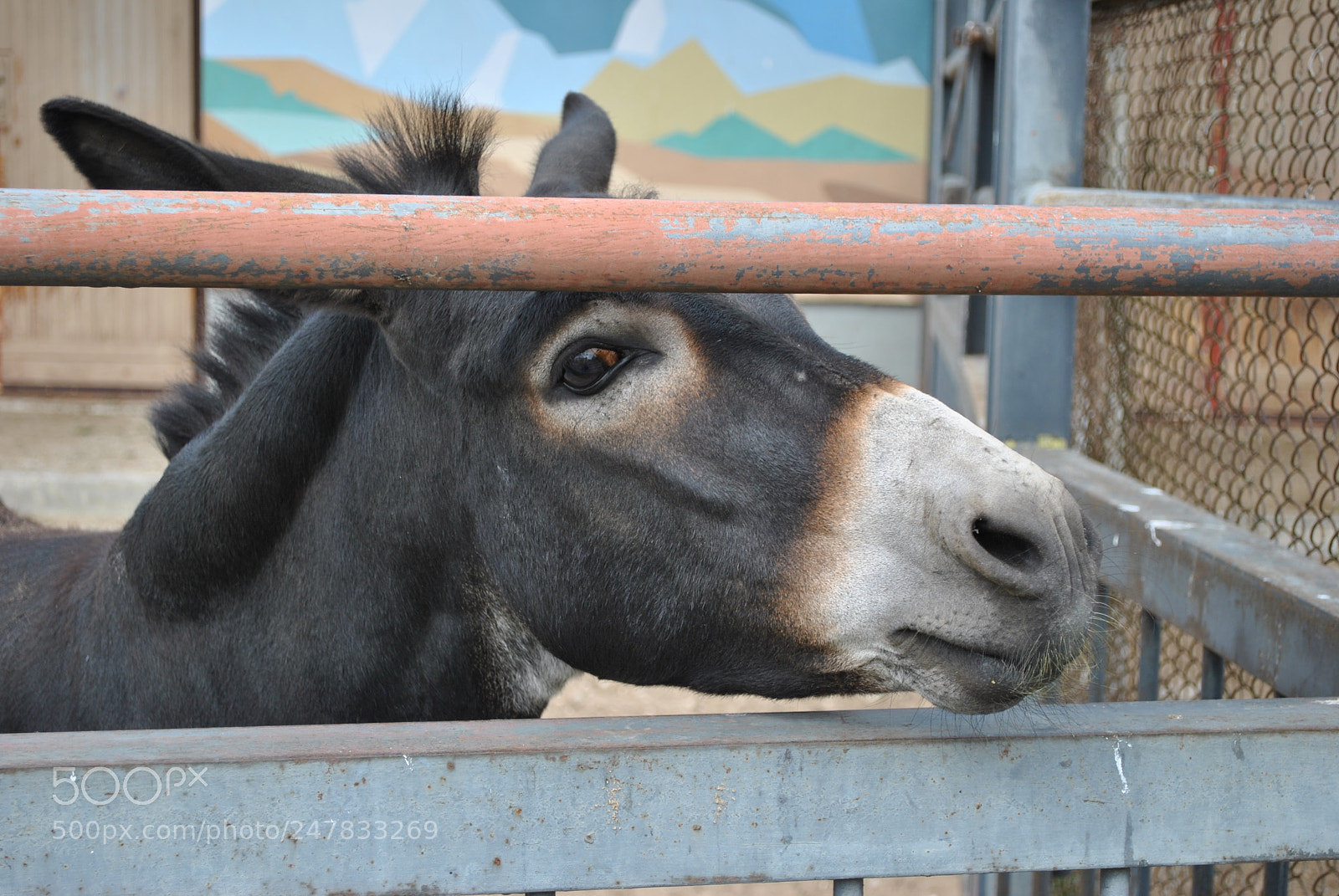 Nikon D3000 sample photo. Belarusian donkey photography