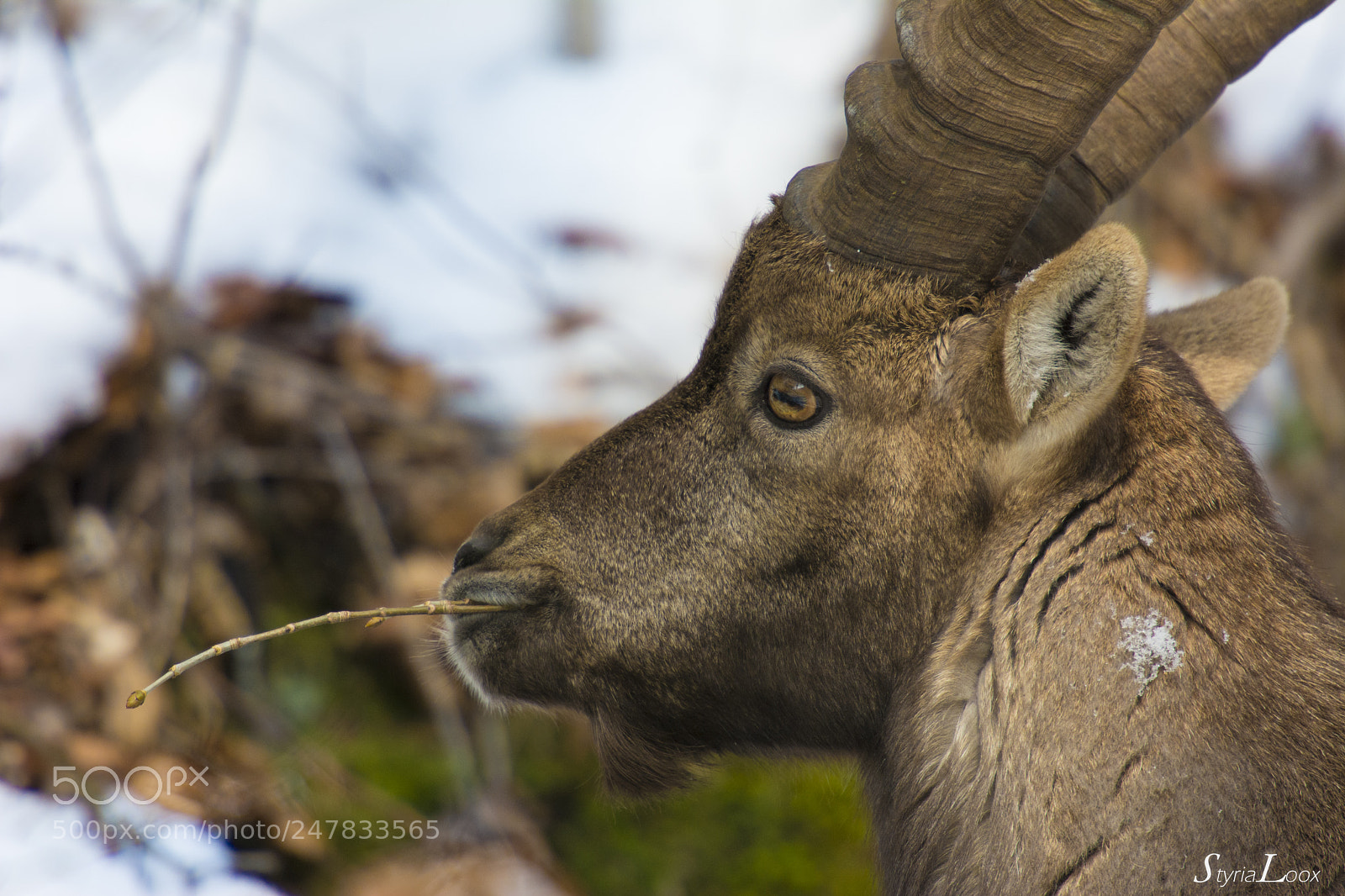 Nikon D7100 sample photo. ~alpensteinbock~ photography