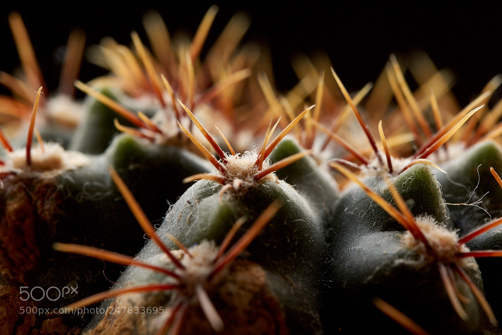 Sony SLT-A65 (SLT-A65V) sample photo. Cactus spike photography