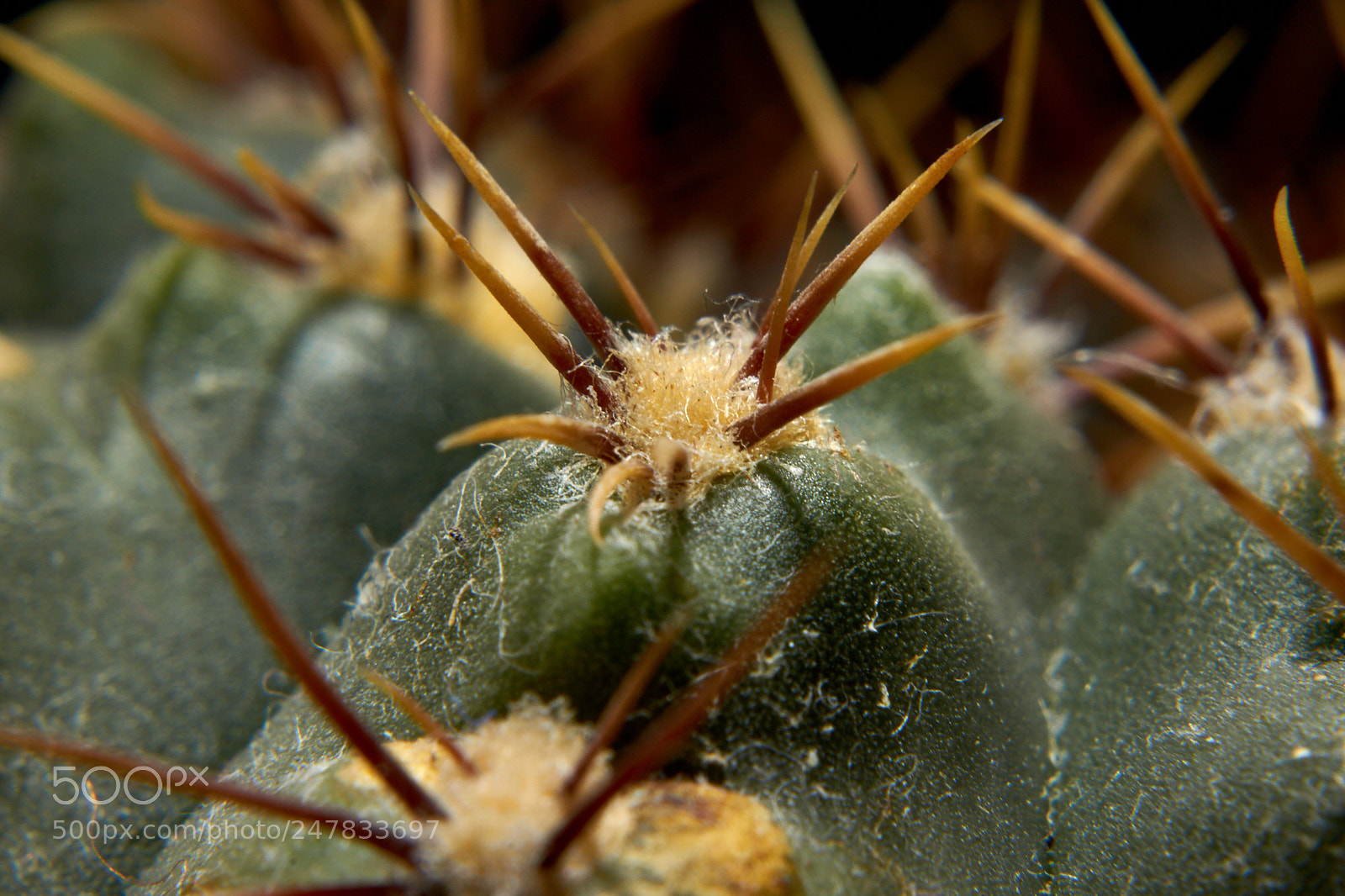 Sony SLT-A65 (SLT-A65V) sample photo. Detailed cactus thorn photography