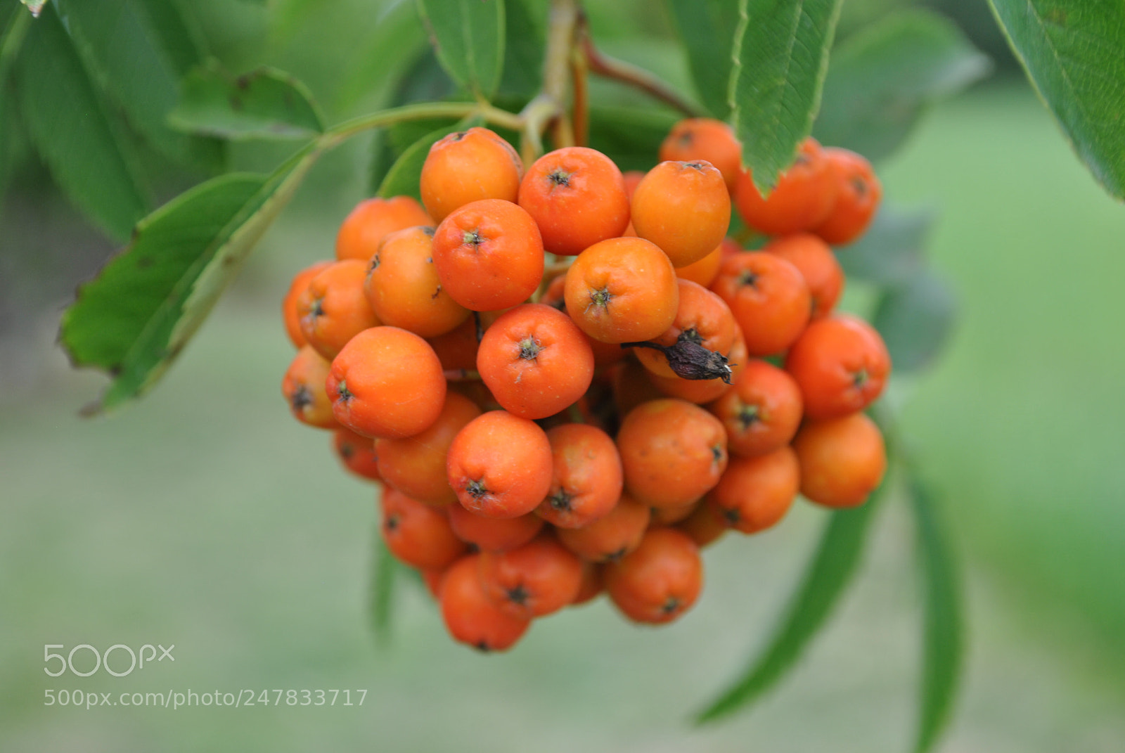 Nikon D3000 sample photo. Belarusian rowanberry photography