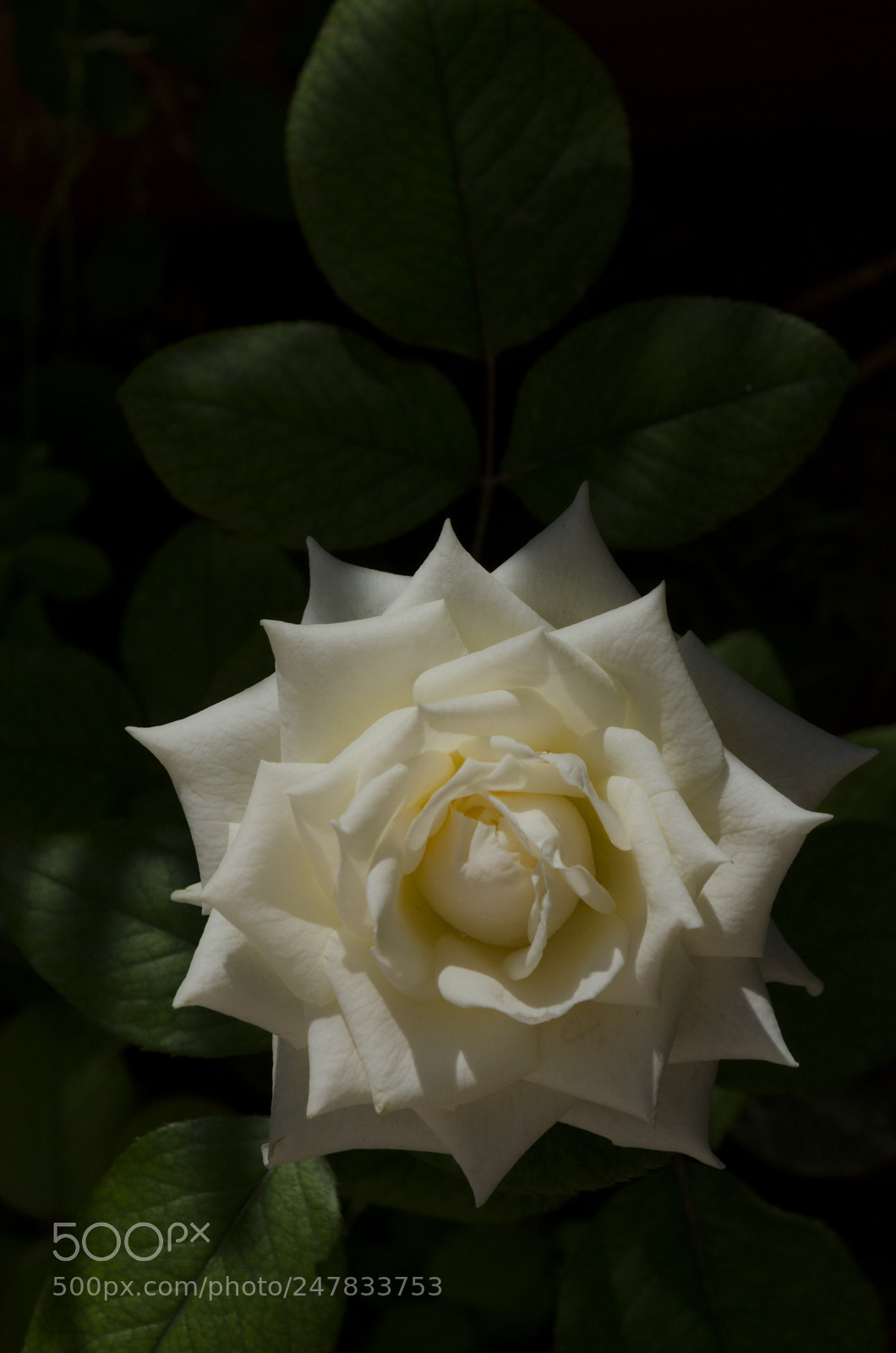 Nikon D5100 sample photo. Untitled photography